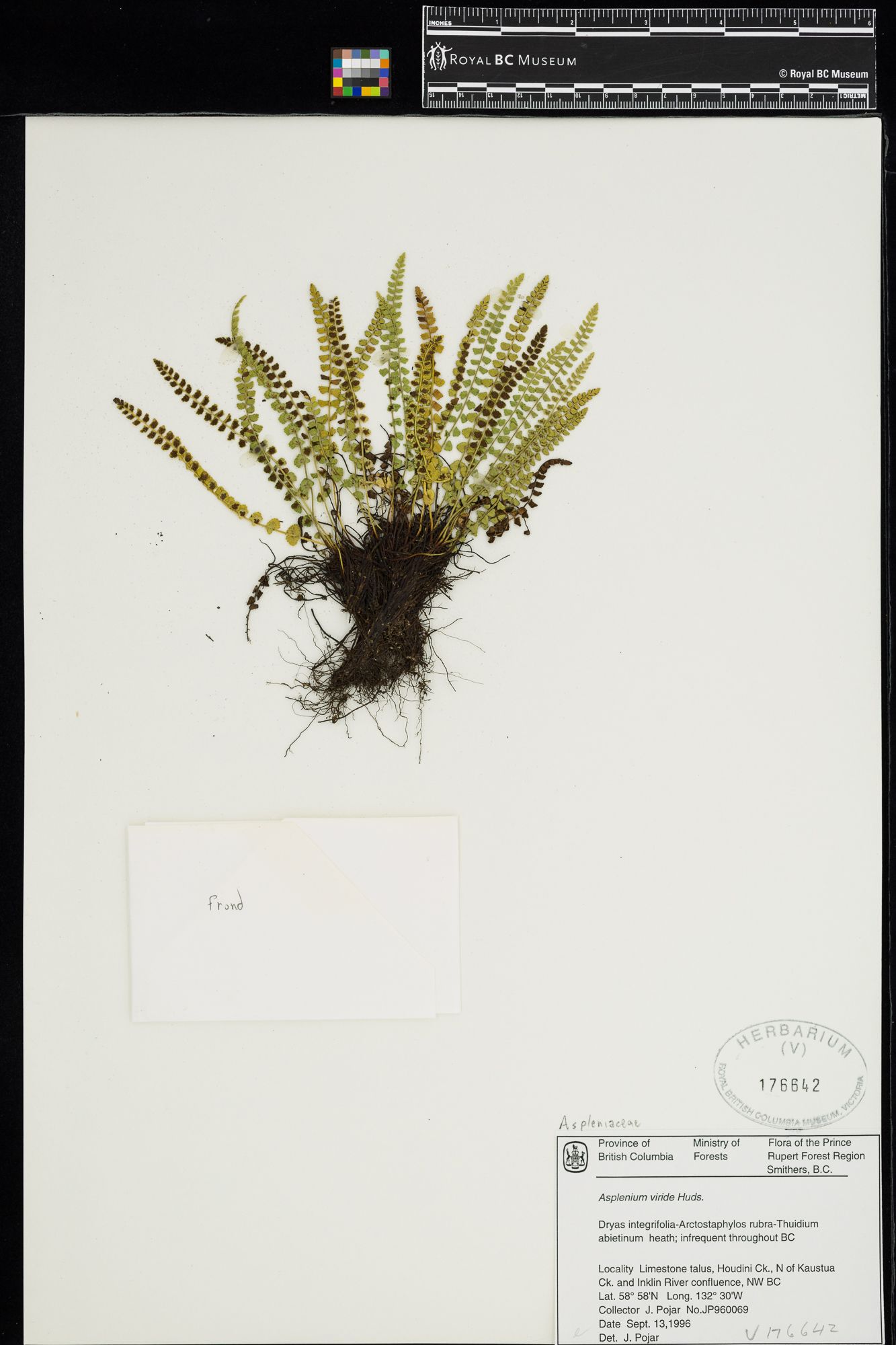 Image représentant Asplenium viride