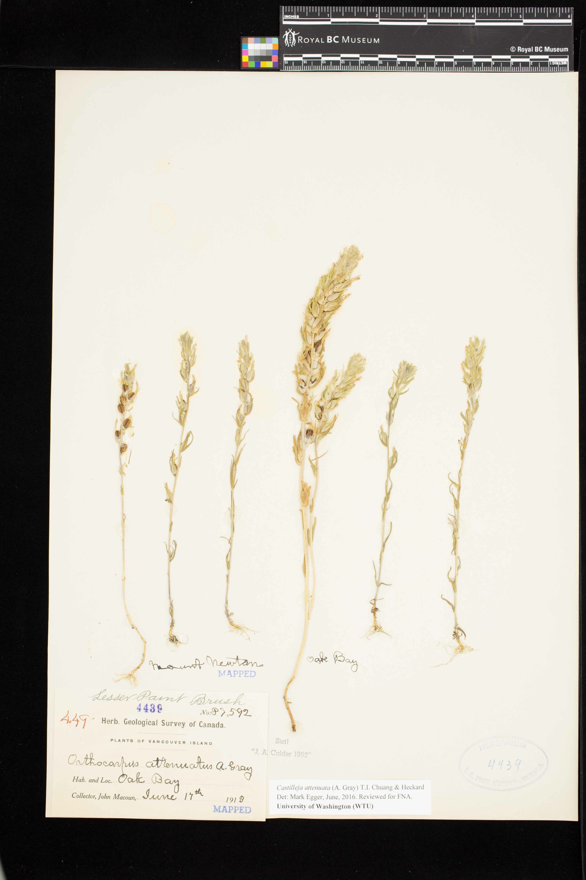 Image representing Castilleja attenuata.