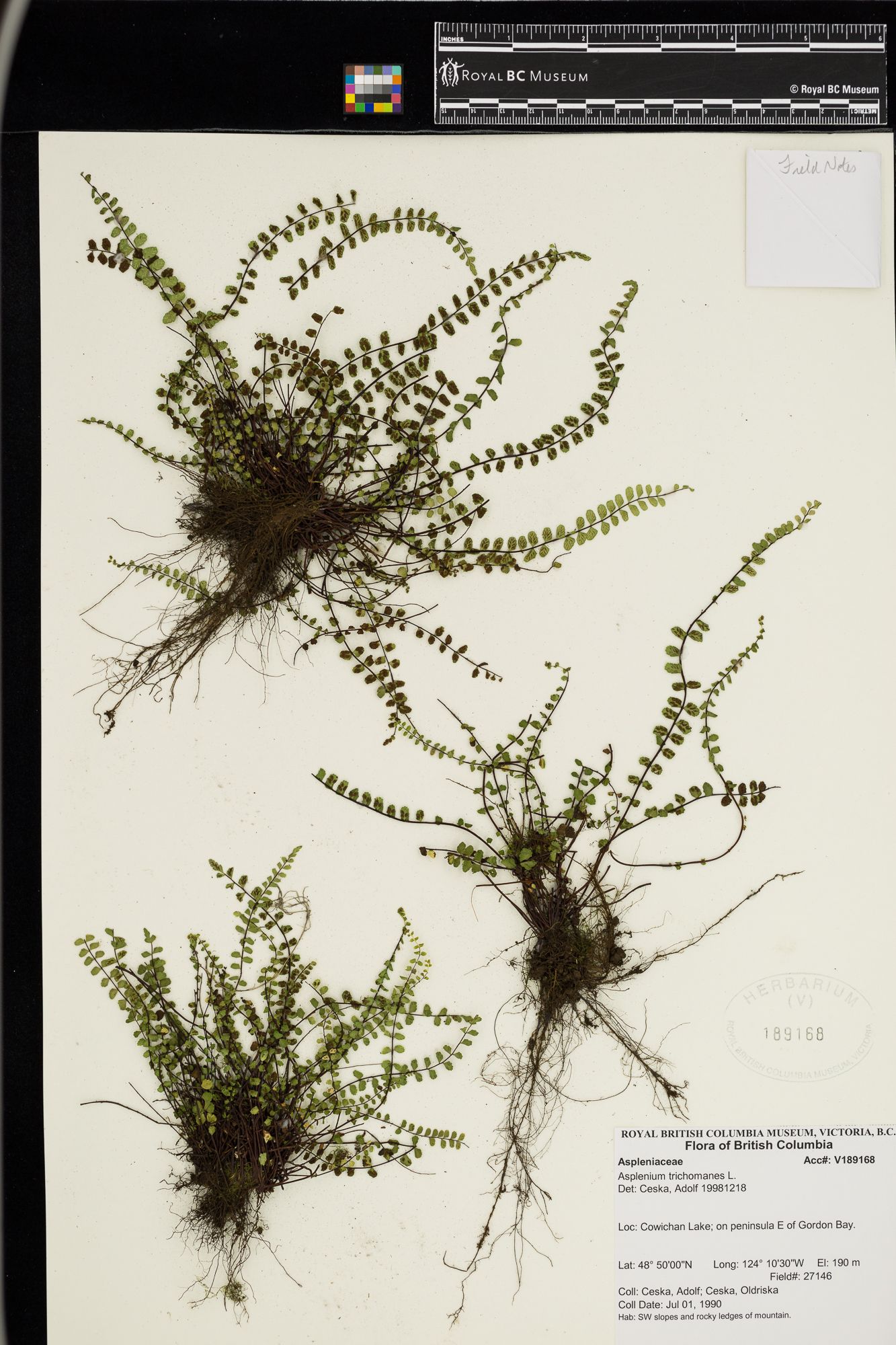 Image representing Asplenium trichomanes.