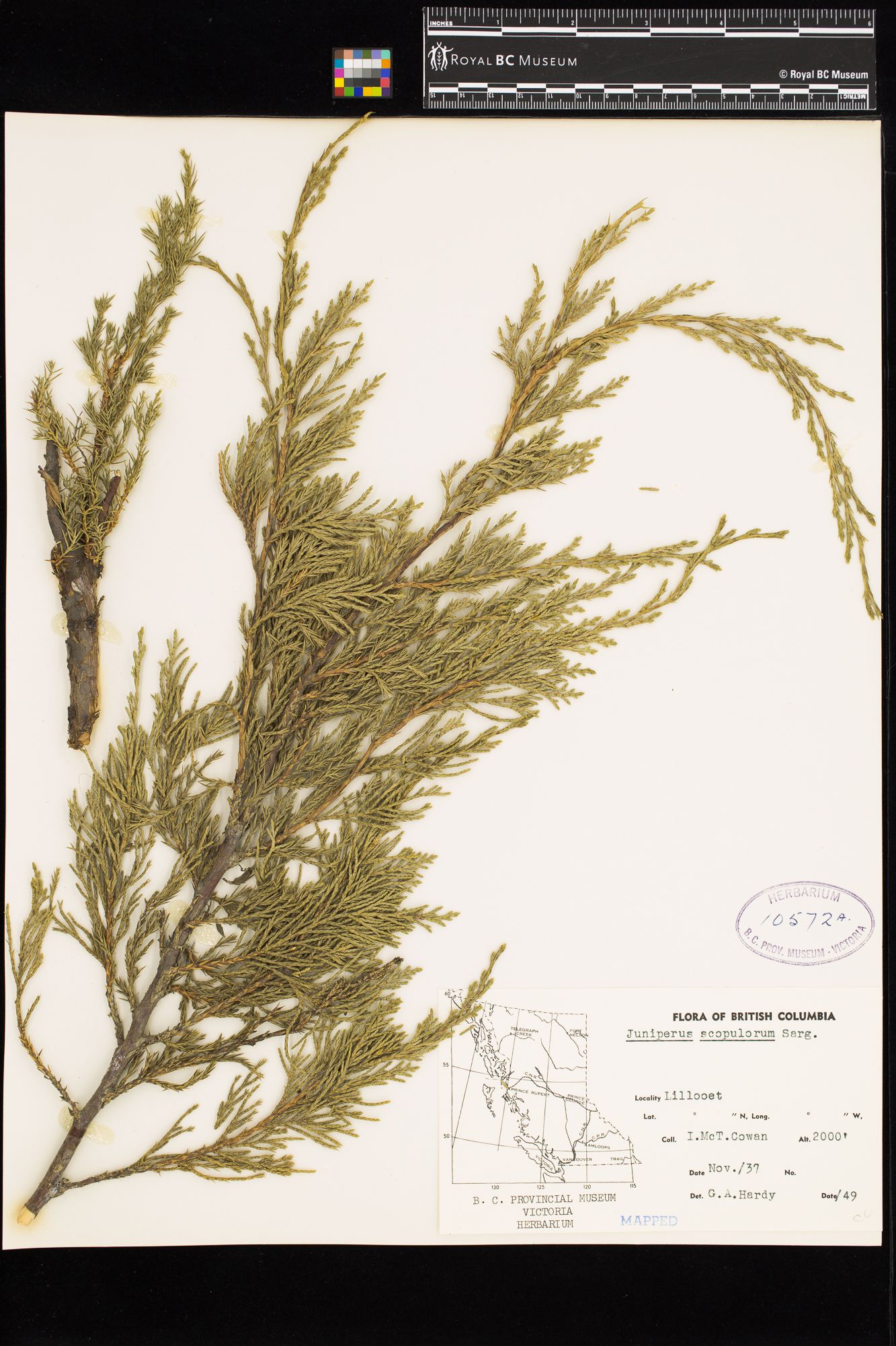 Image representing Juniperus scopulorum.