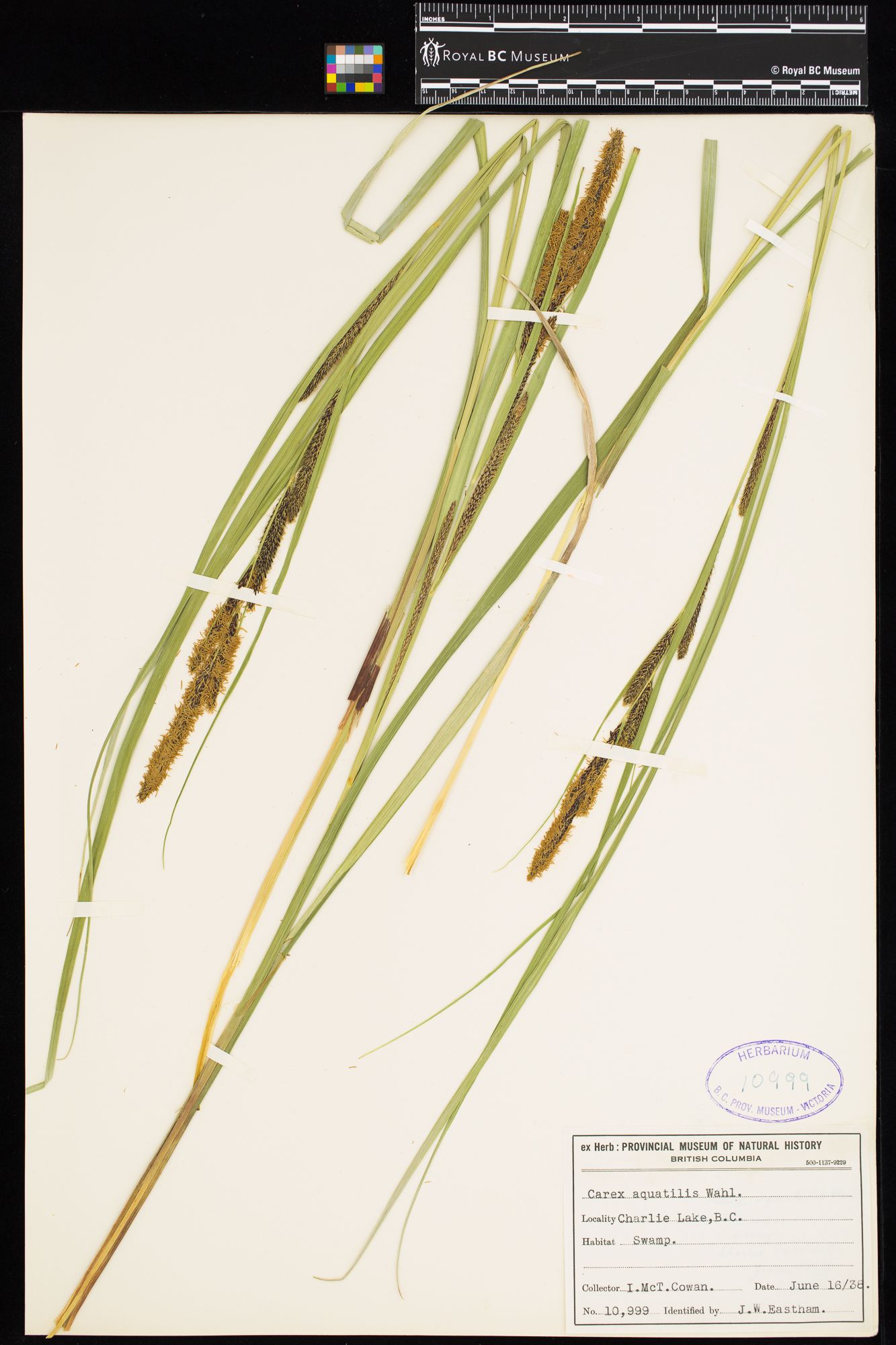 Image representing Carex aquatilis.