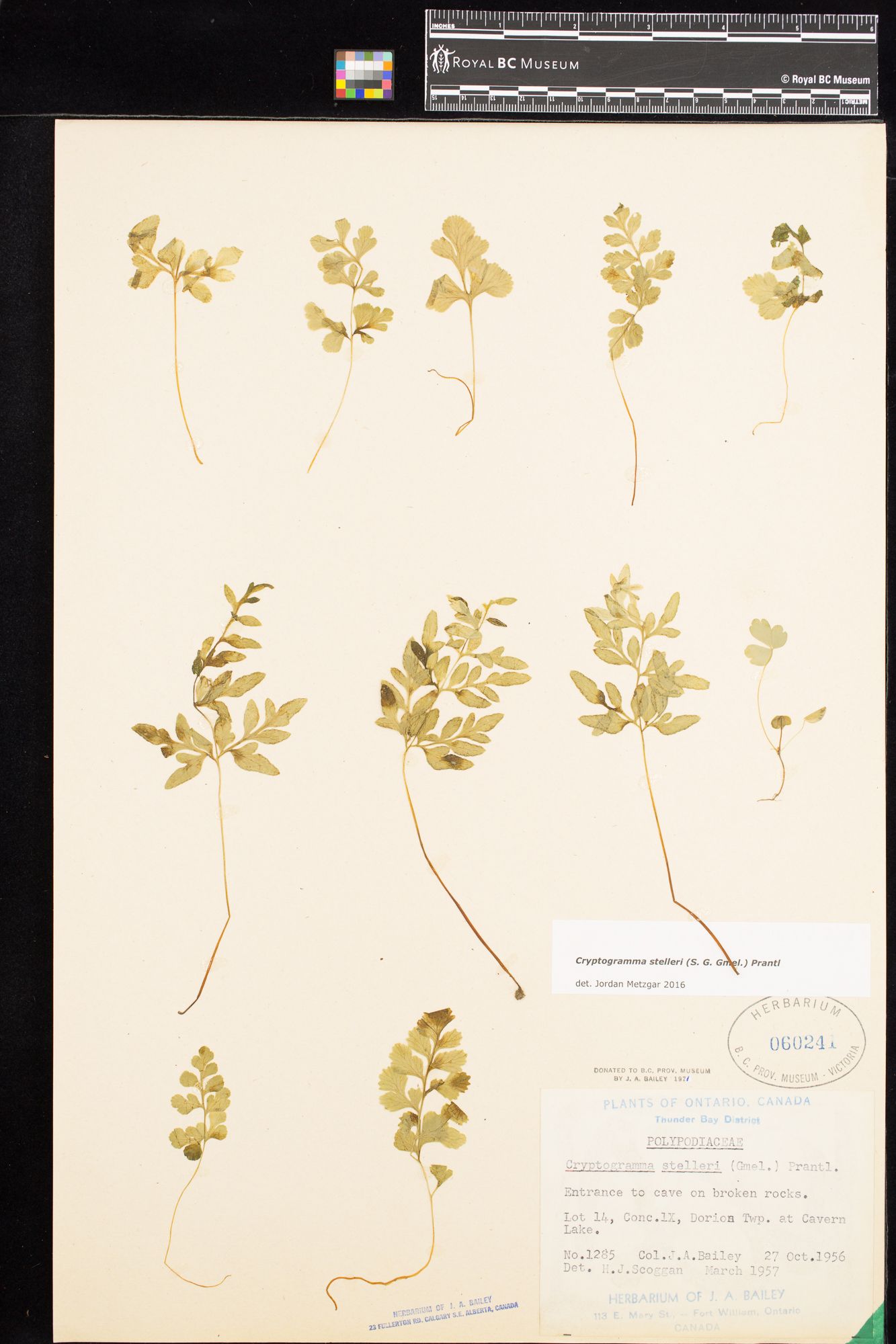 Image representing Cryptogramma stelleri.