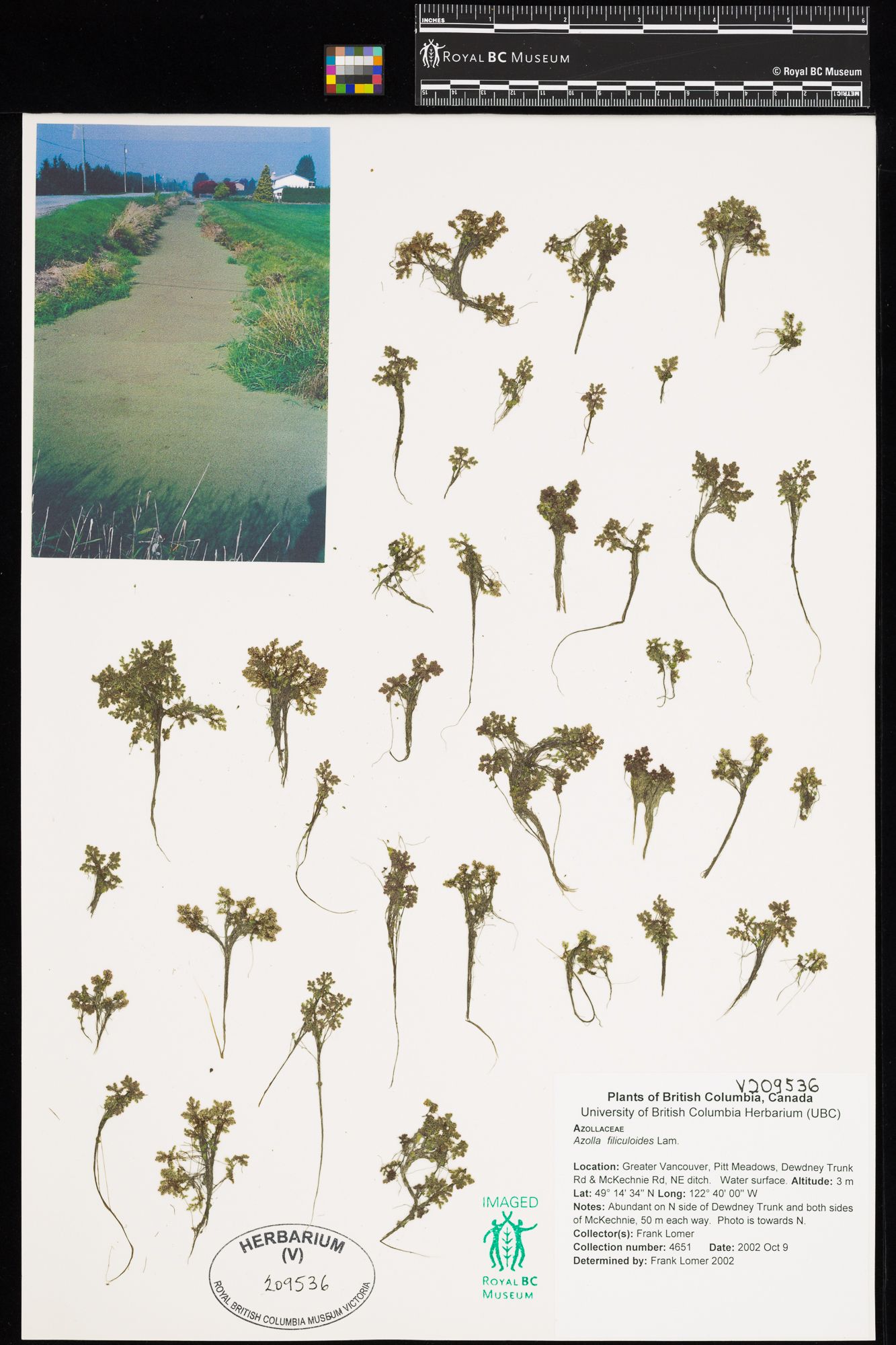 Image représentant Azolla filiculoides