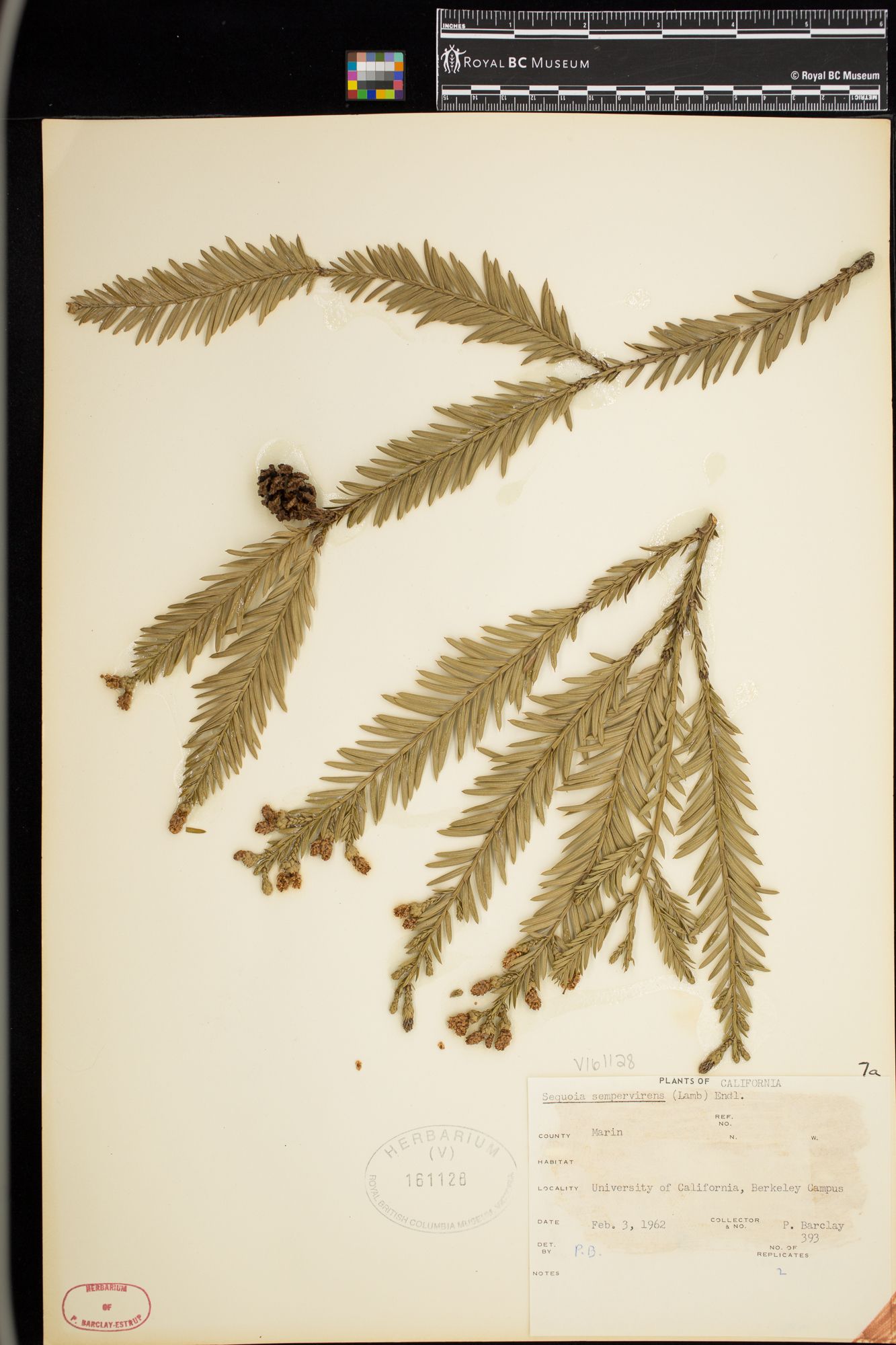 Image representing Sequoia sempervirens.