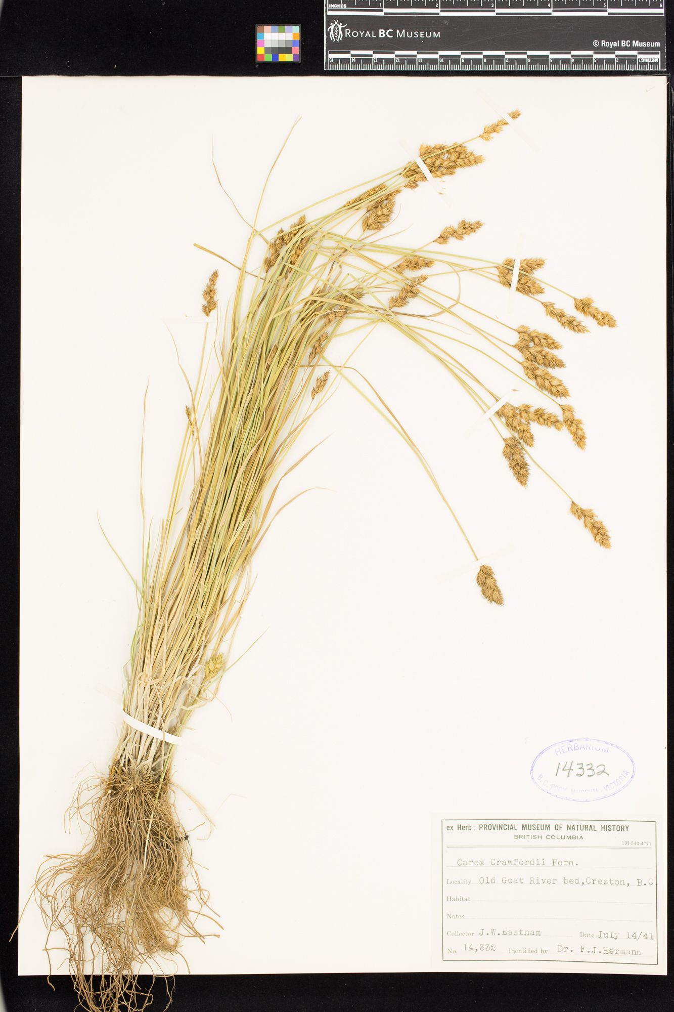 Image representing Carex crawfordii.