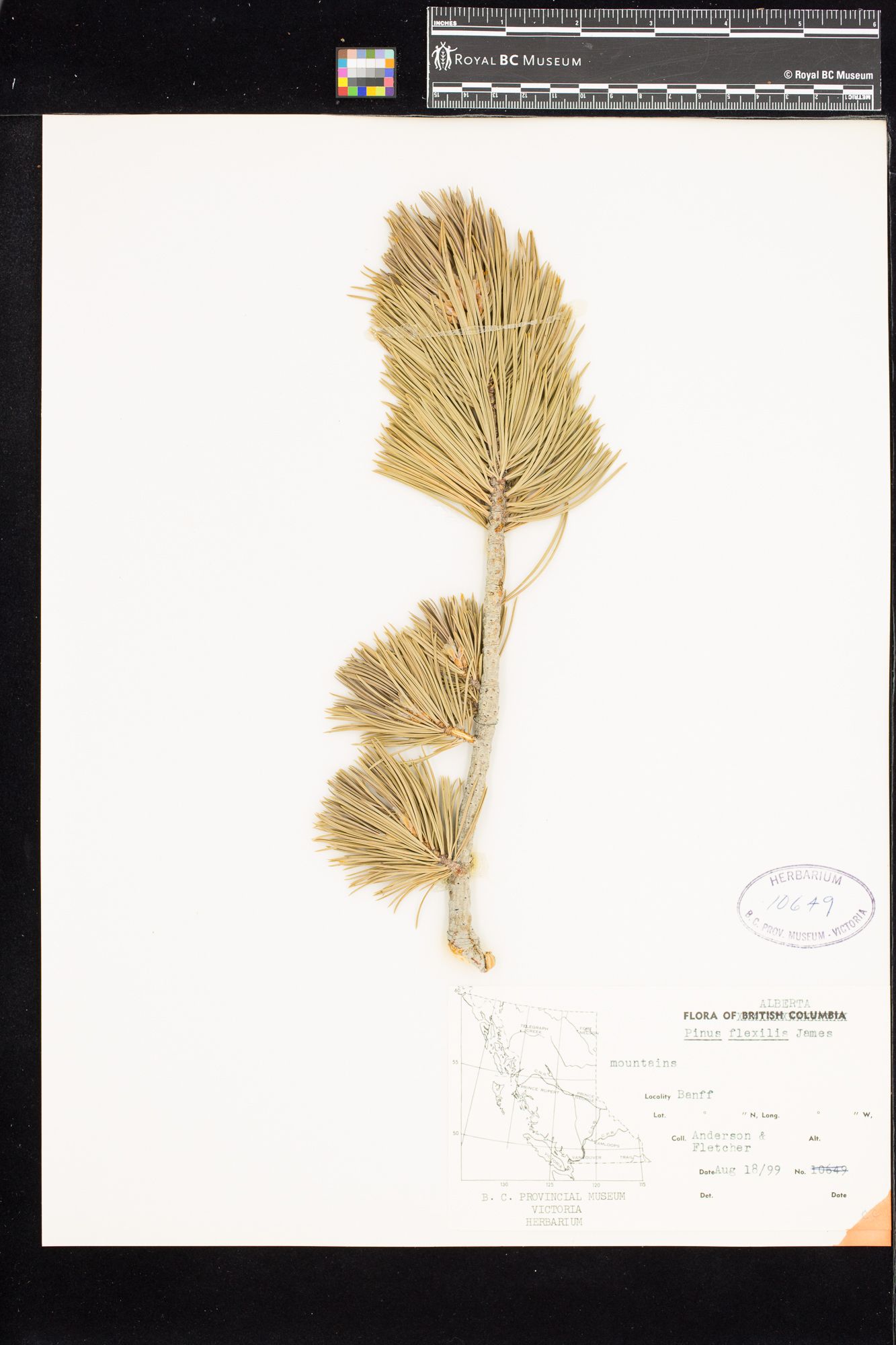 Image representing Pinus flexilis.