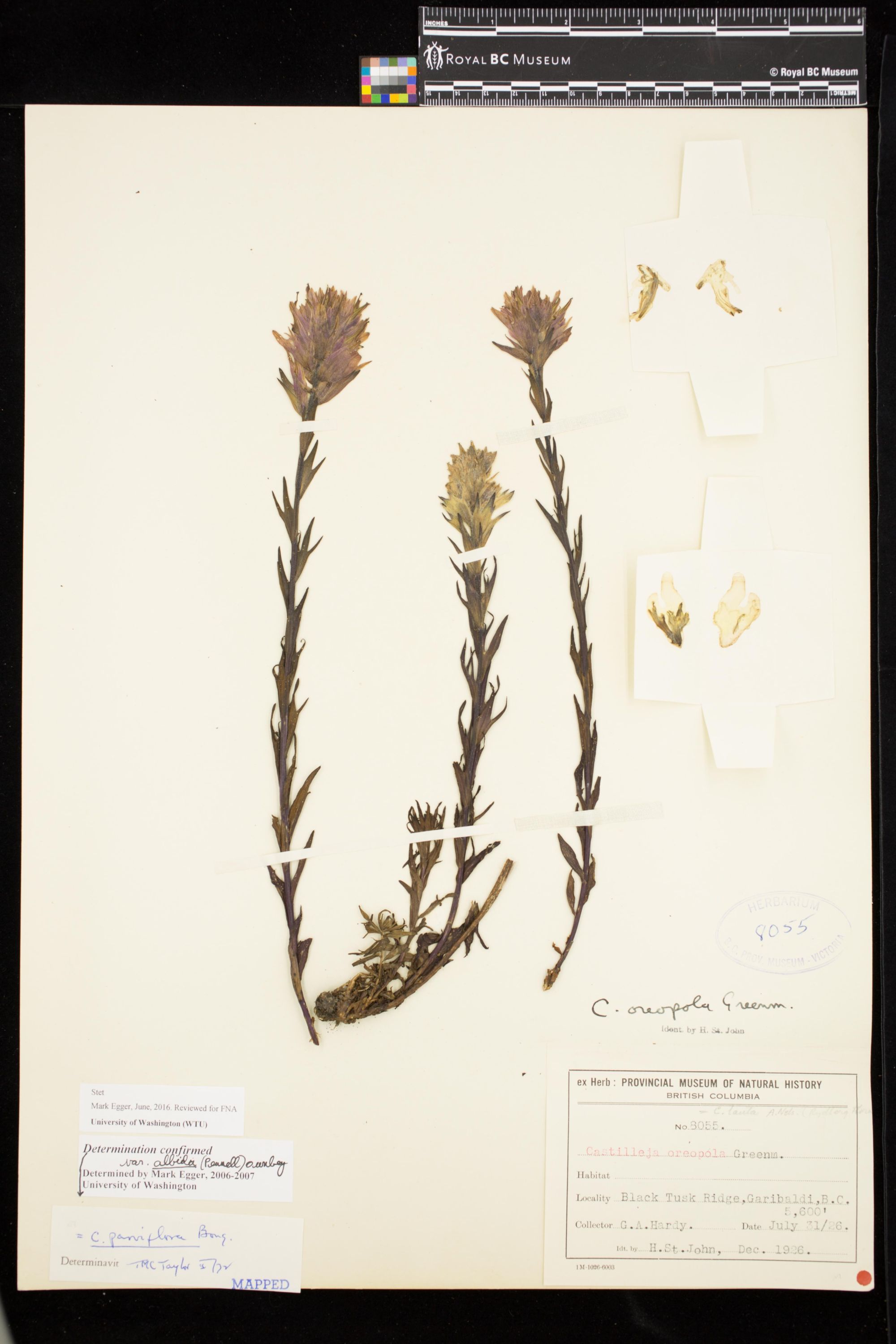 Image representing Castilleja parviflora var. albida.