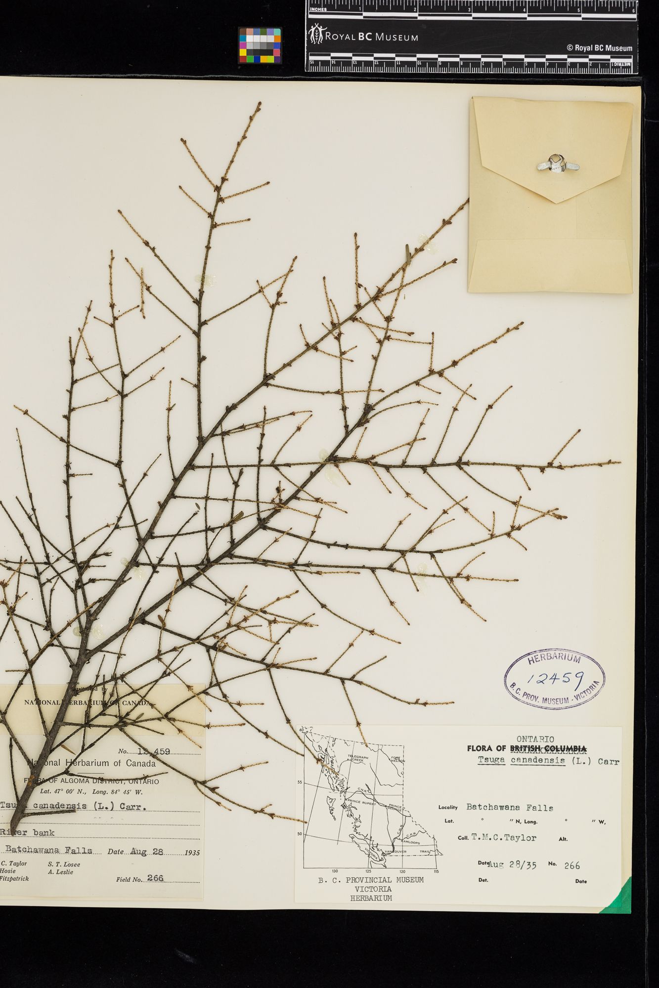 Image representing Tsuga canadensis.