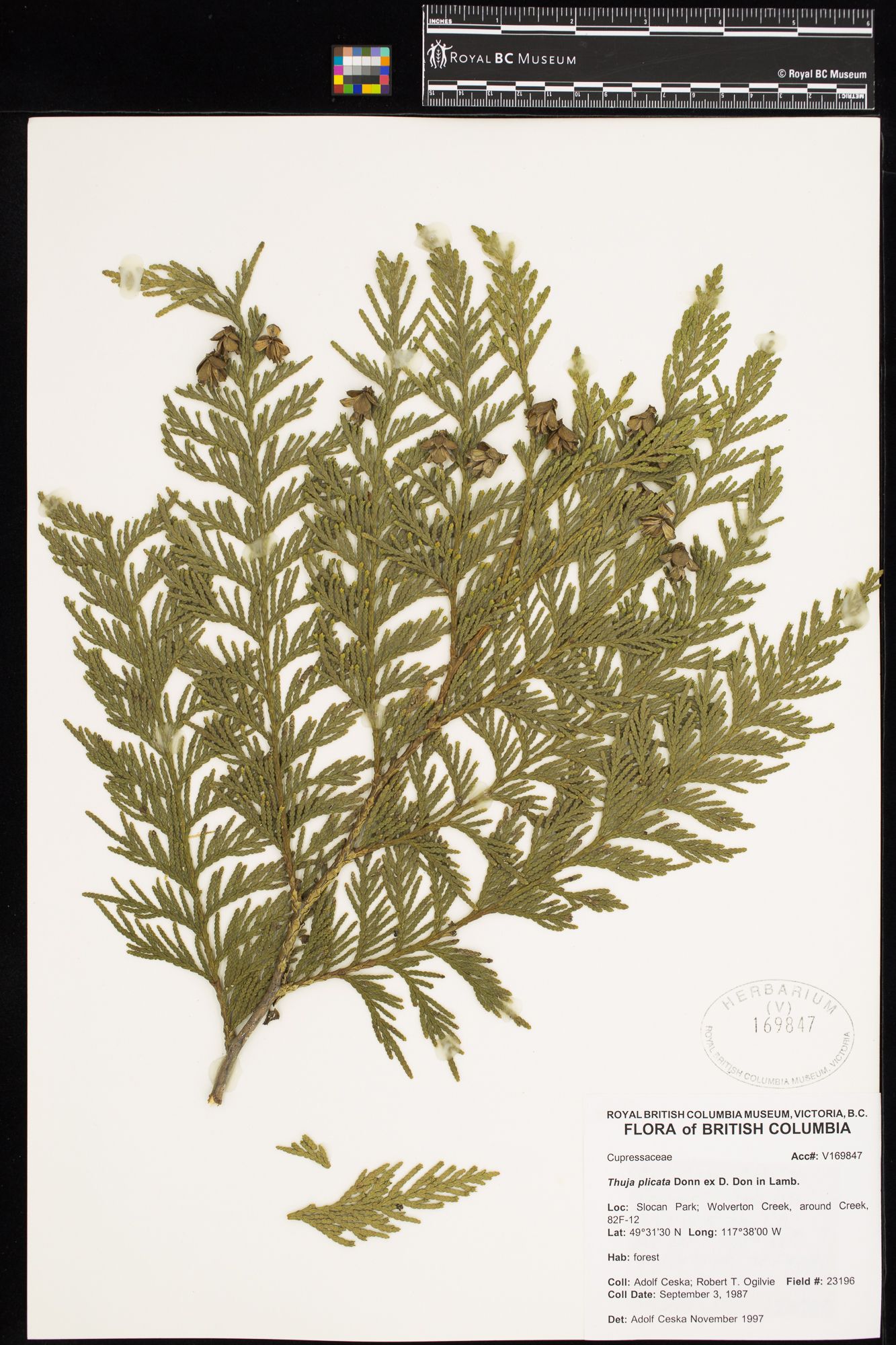 Image representing Thuja plicata.