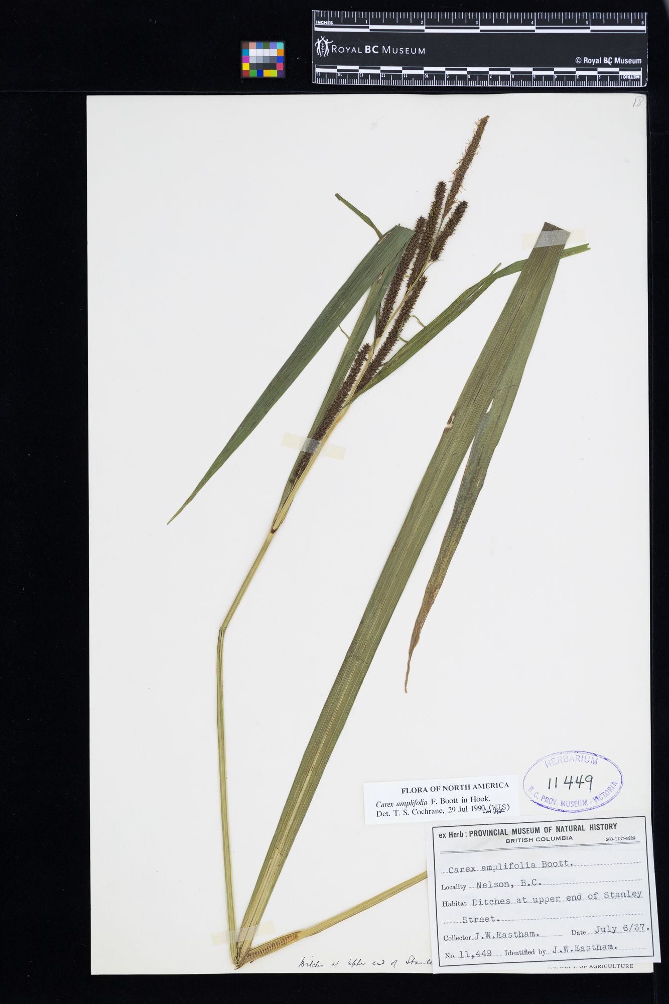 Image representing Carex amplifolia.