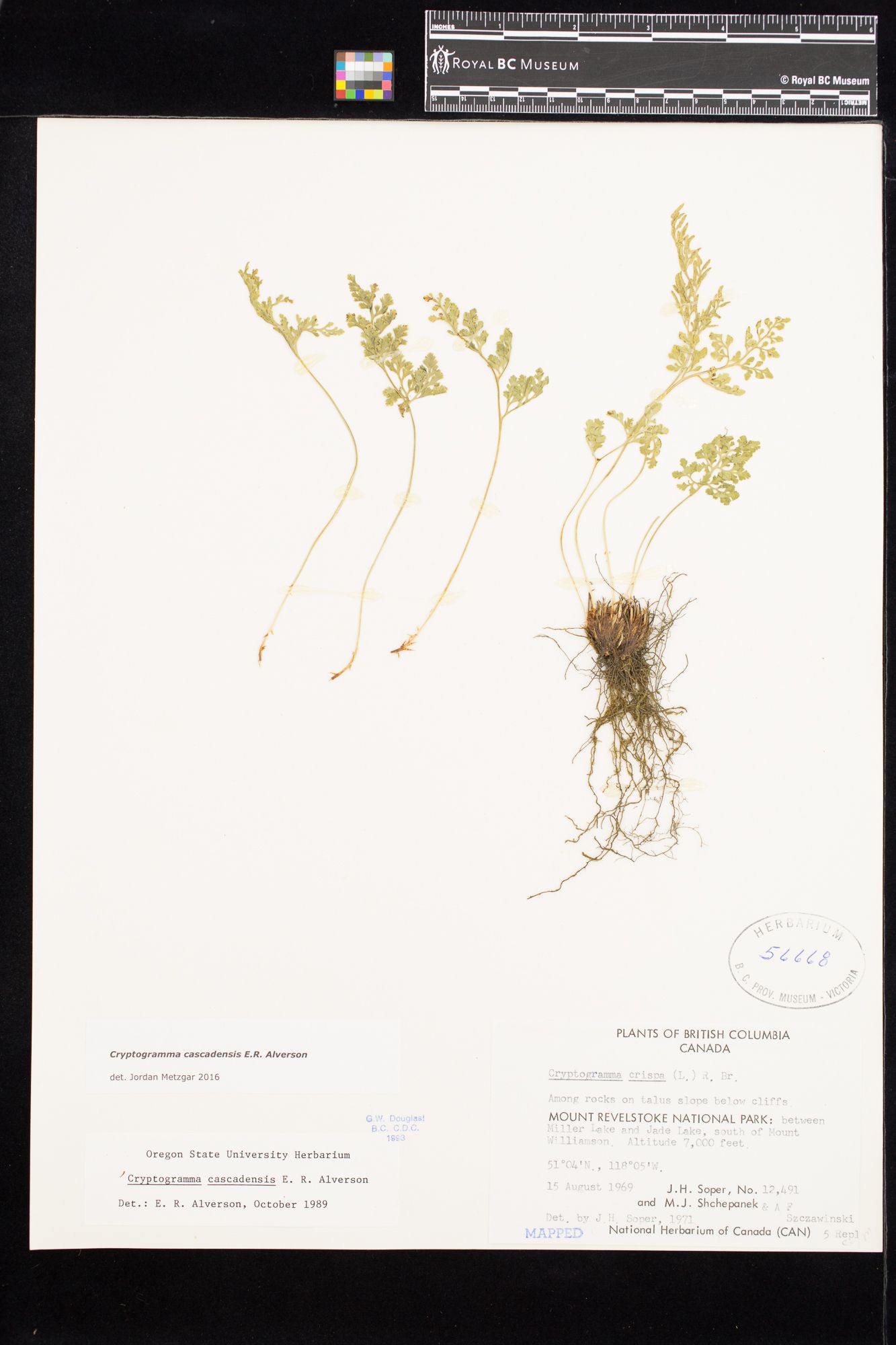 Image representing Cryptogramma cascadensis.