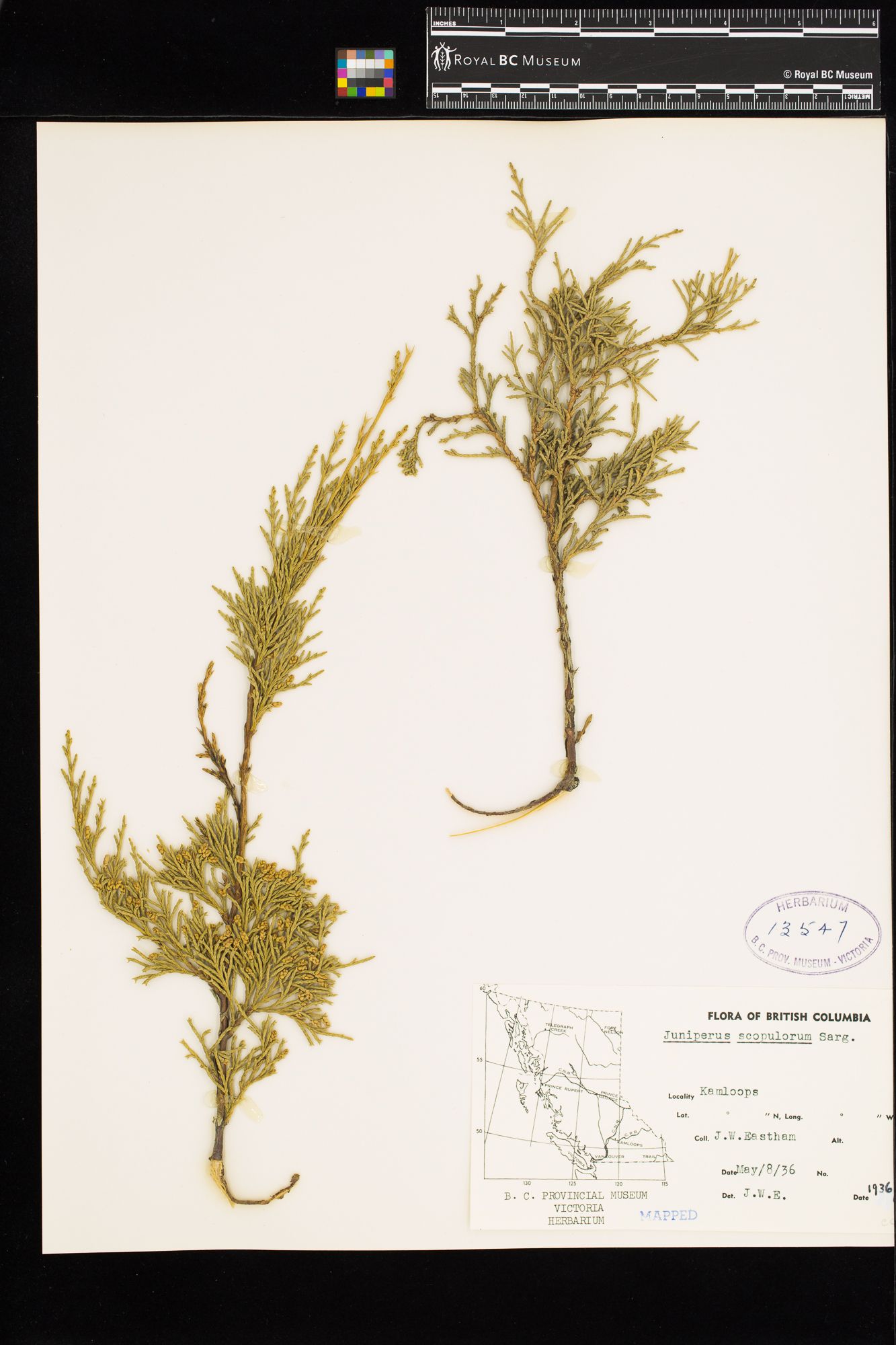 Image representing Juniperus scopulorum.
