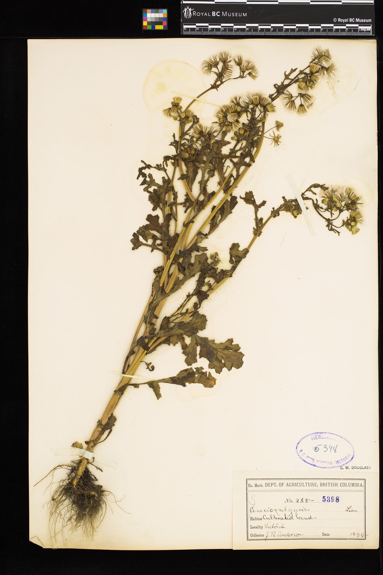 Image representing Senecio vulgaris.