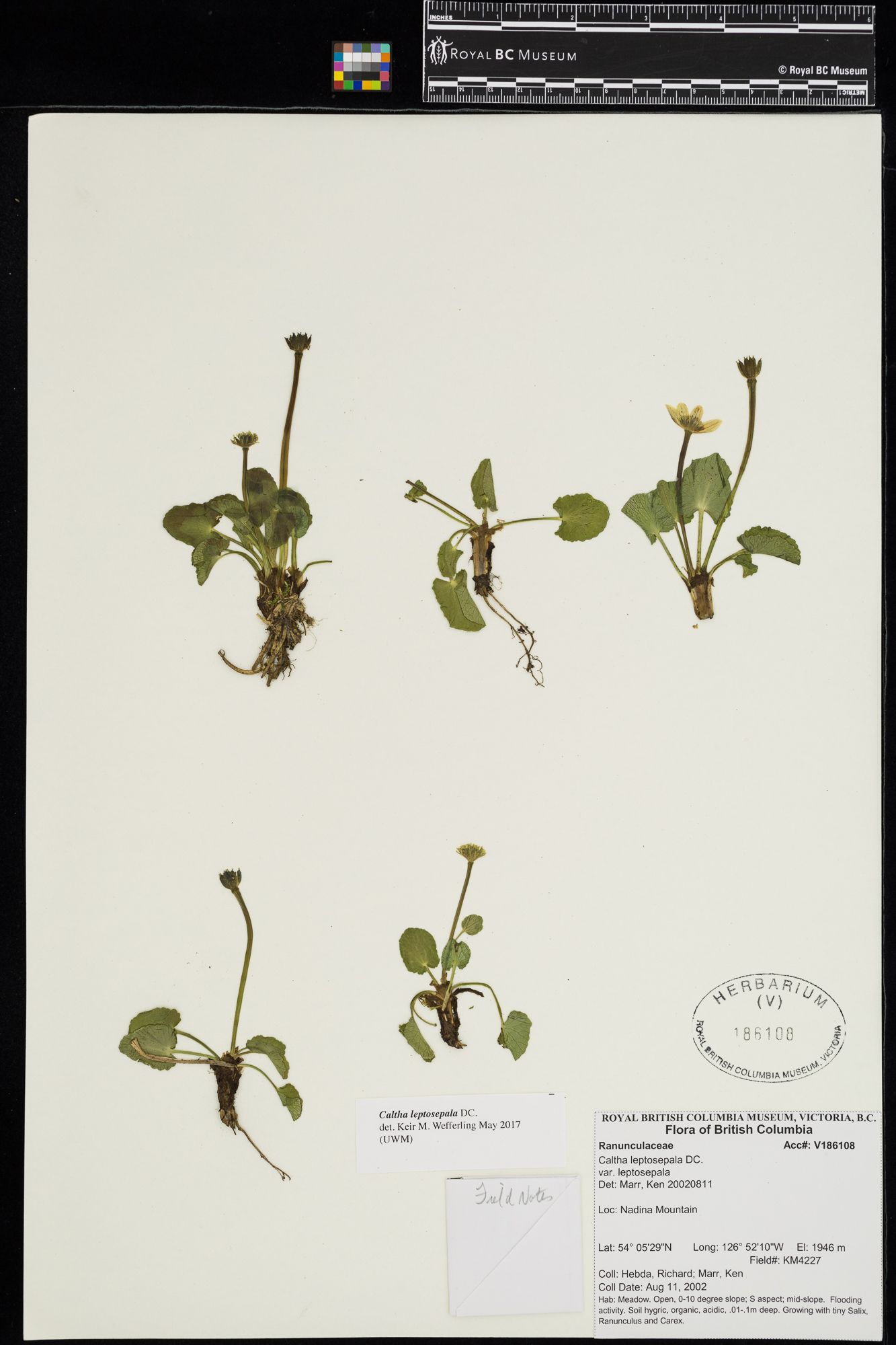 Image représentant Caltha leptosepala