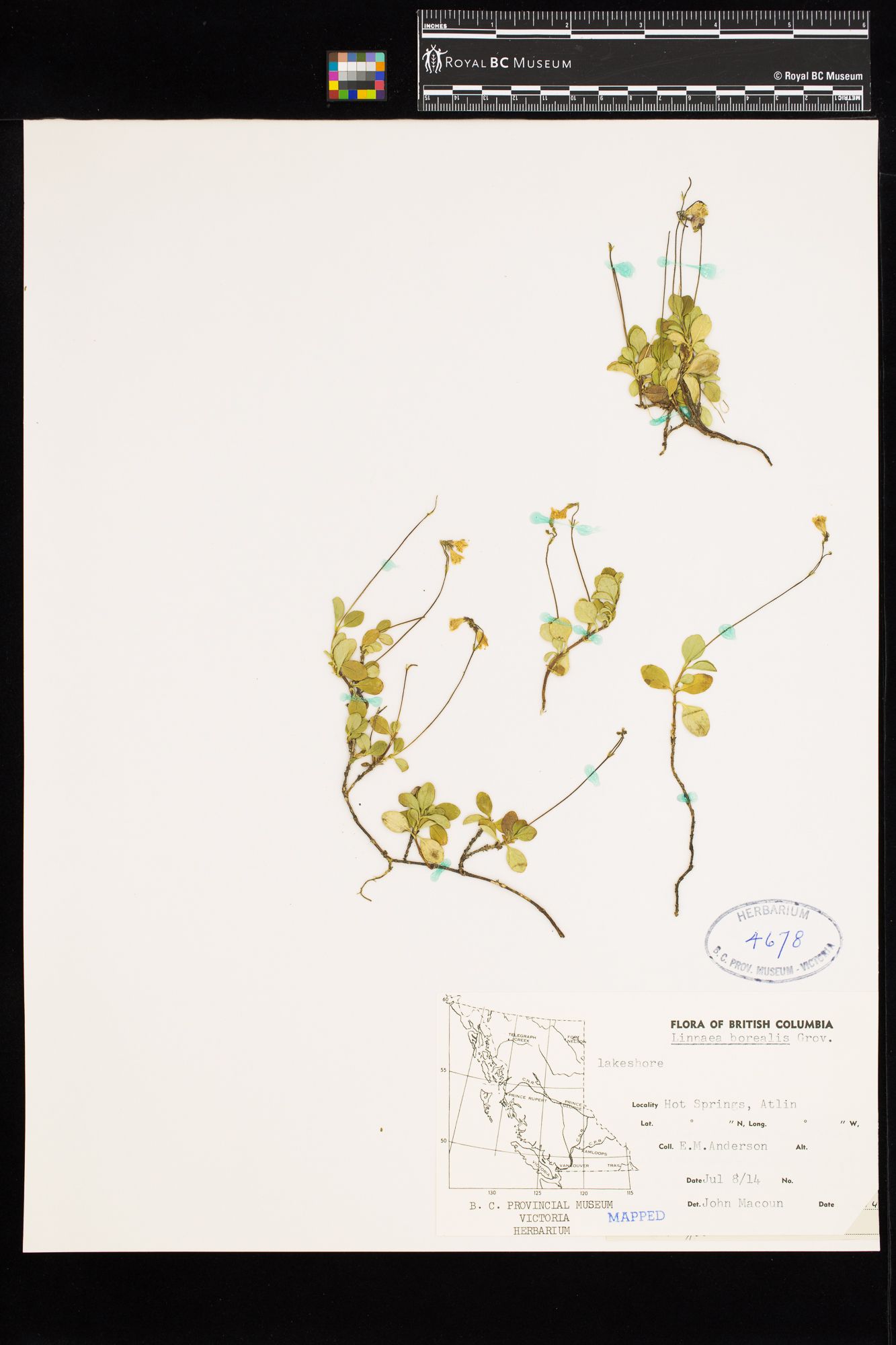 Image representing Linnaea borealis ssp. longiflora.