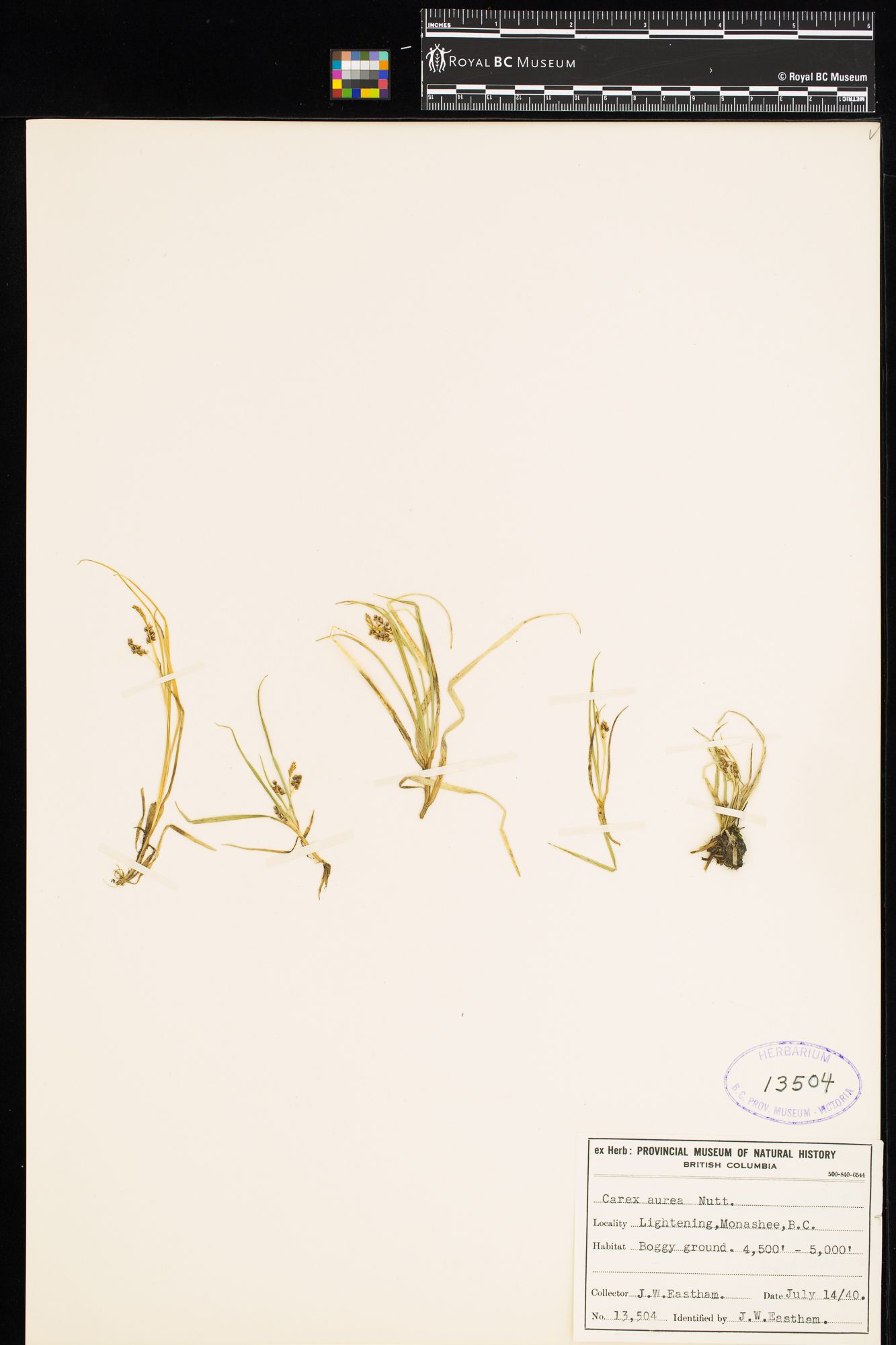 Image representing Carex aurea.