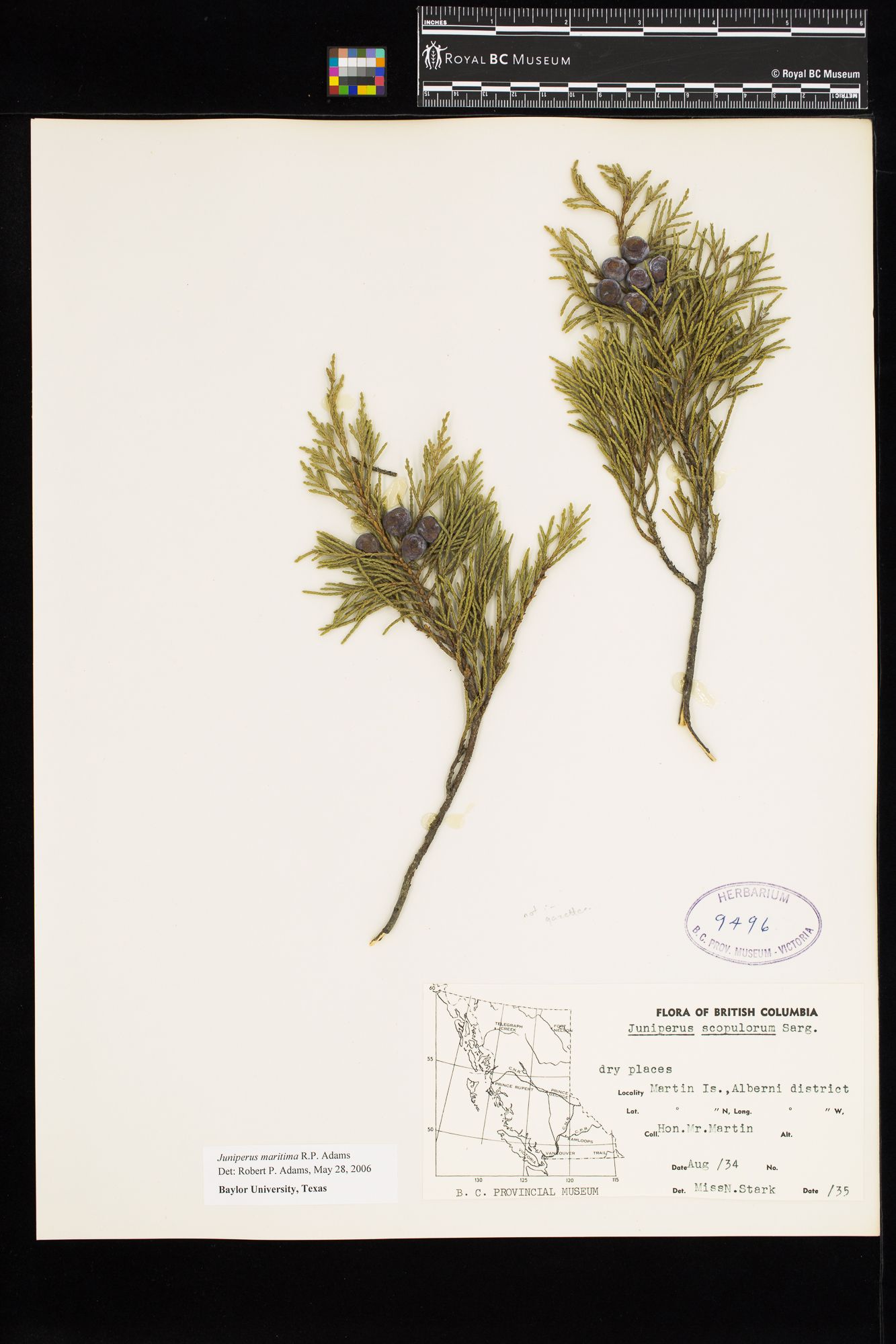 Image representing Juniperus scopulorum.