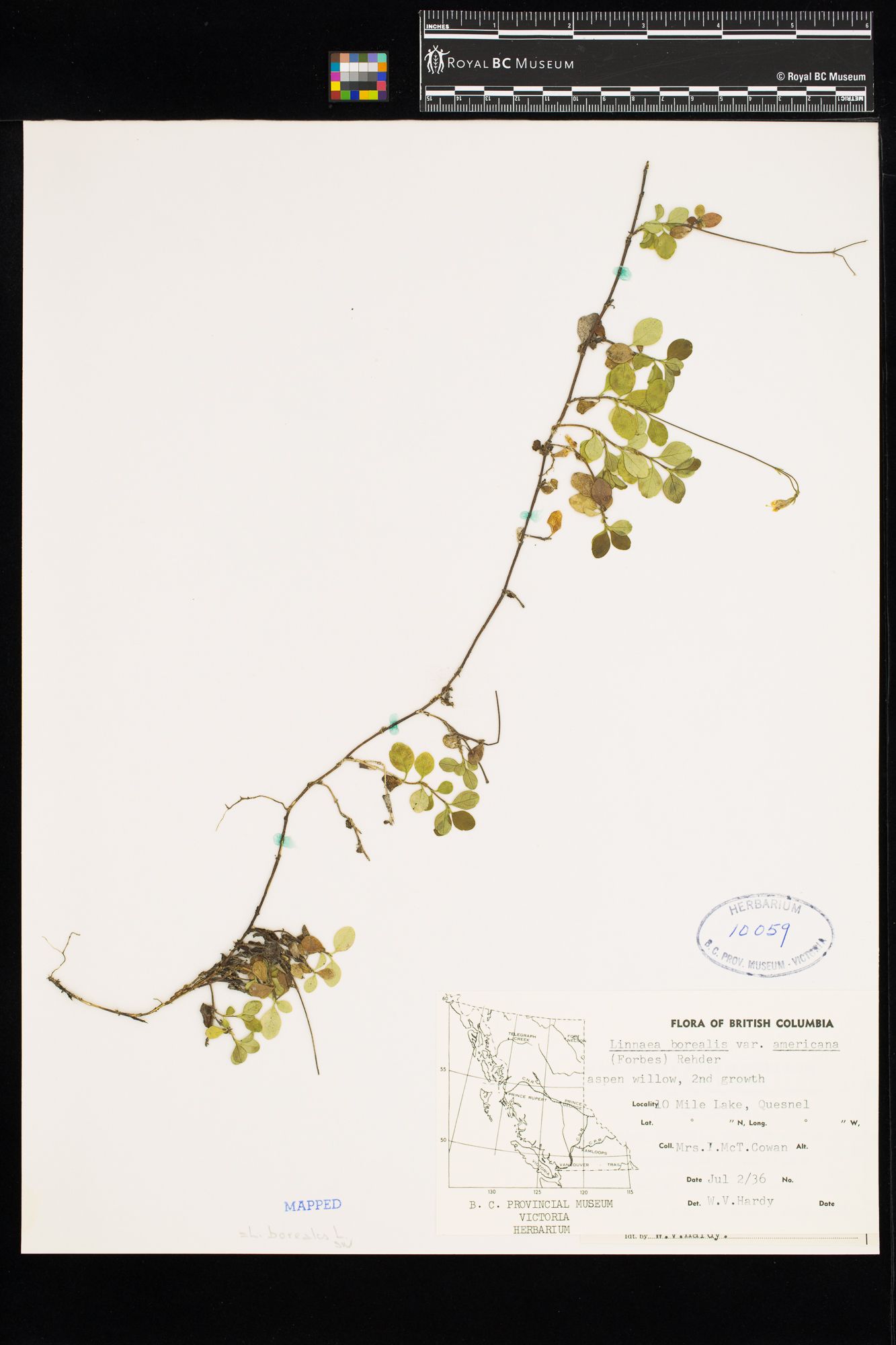 Image representing Linnaea borealis ssp. longiflora.