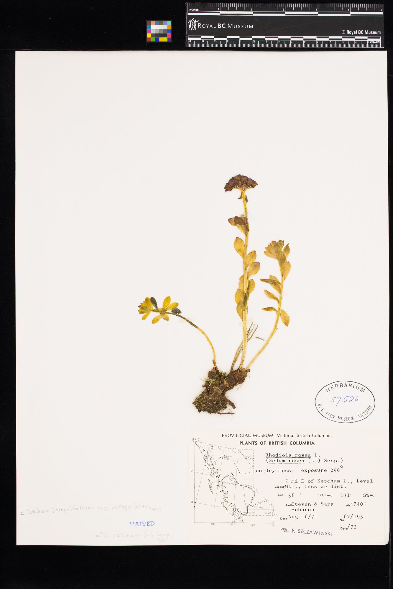 Image representing Sedum integrifolium ssp. integrifolium.