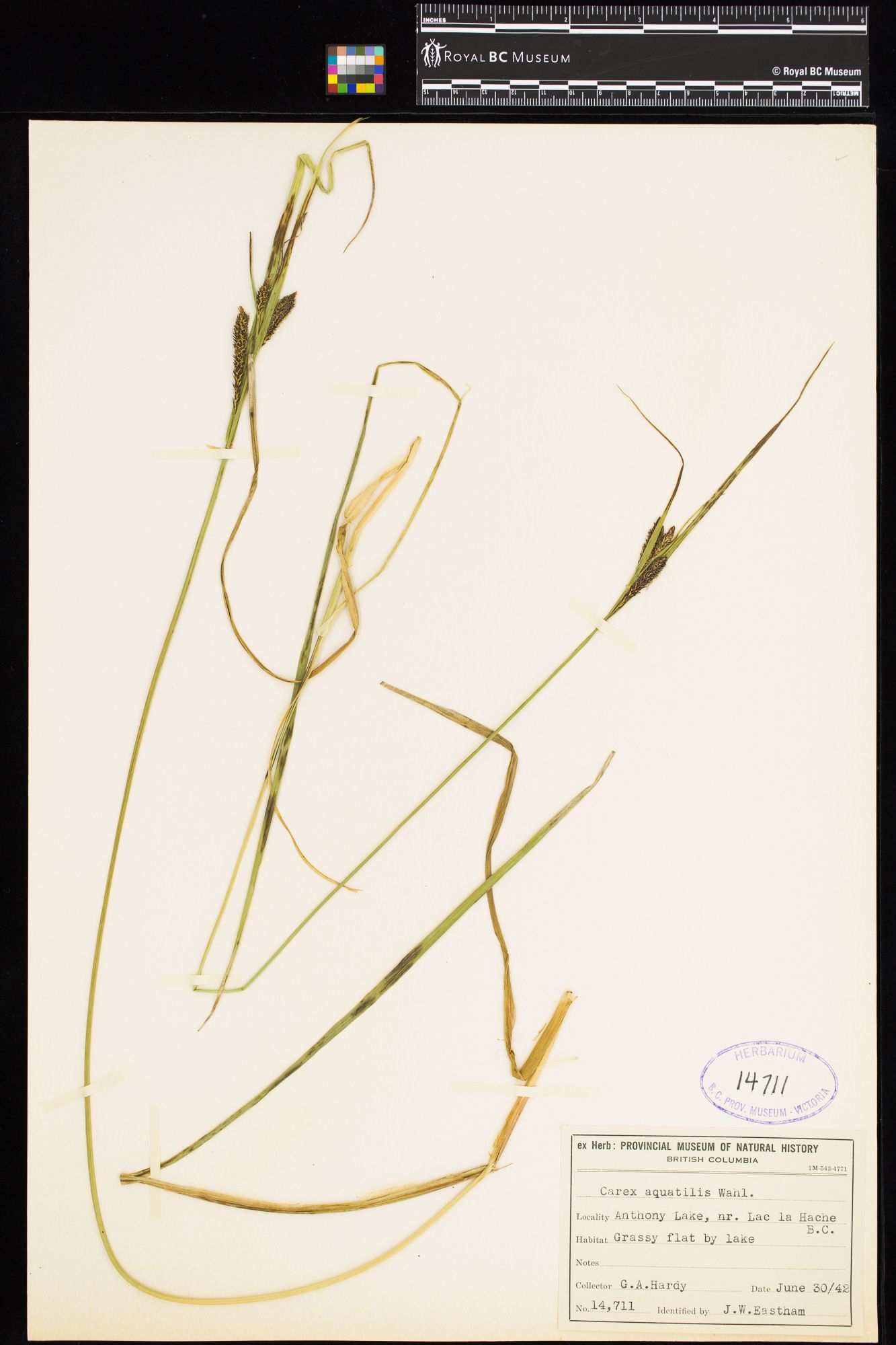 Image representing Carex aquatilis.