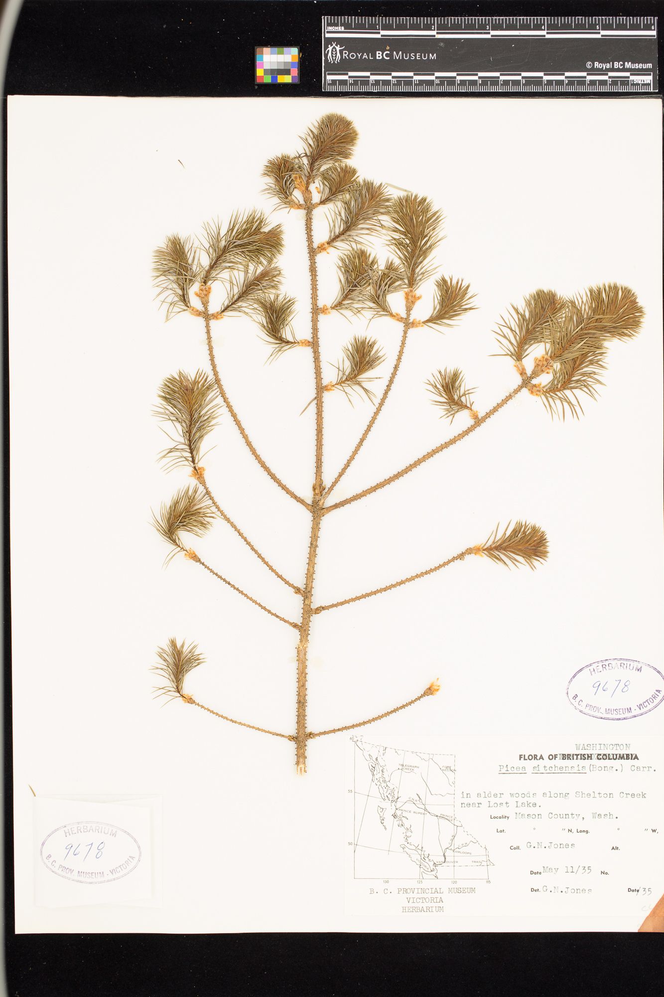 Image representing Picea sitchensis.