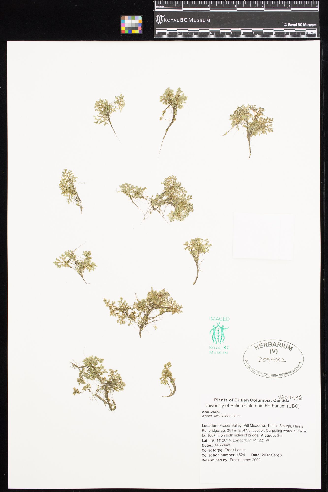 Image représentant Azolla filiculoides