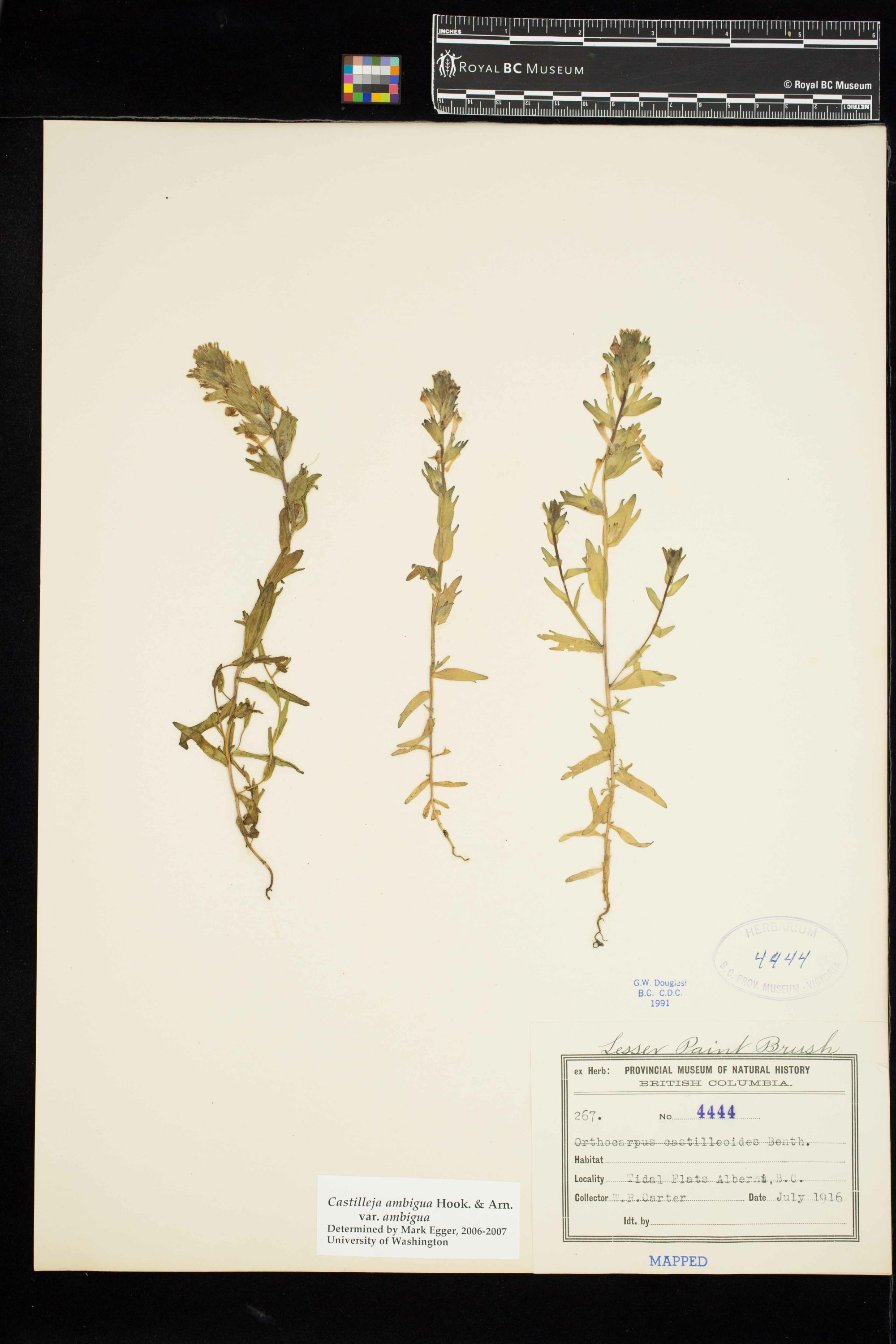 Image representing Castilleja ambigua var. ambigua.