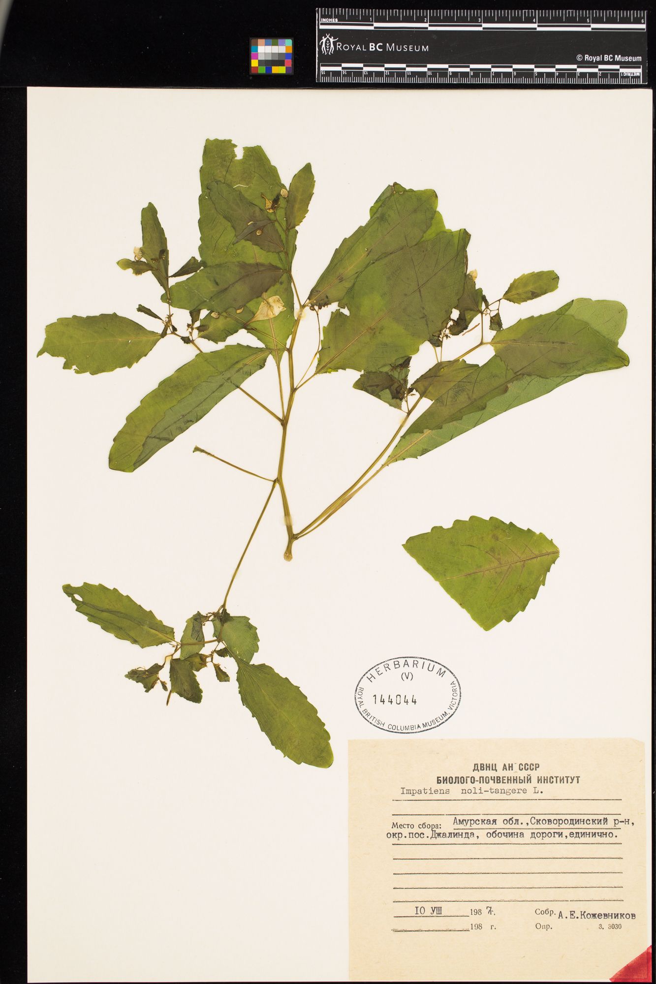 Image representing Impatiens noli-tangere.