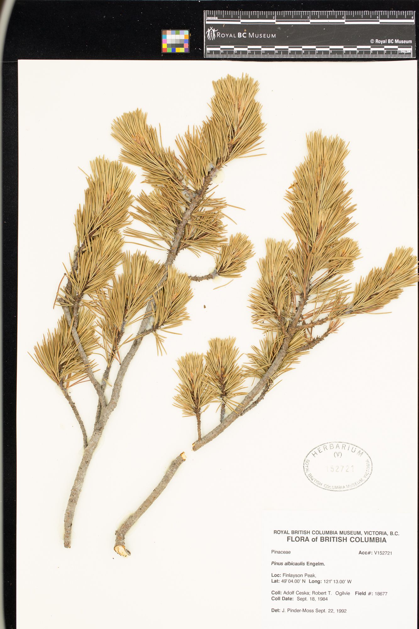 Image representing Pinus albicaulis.