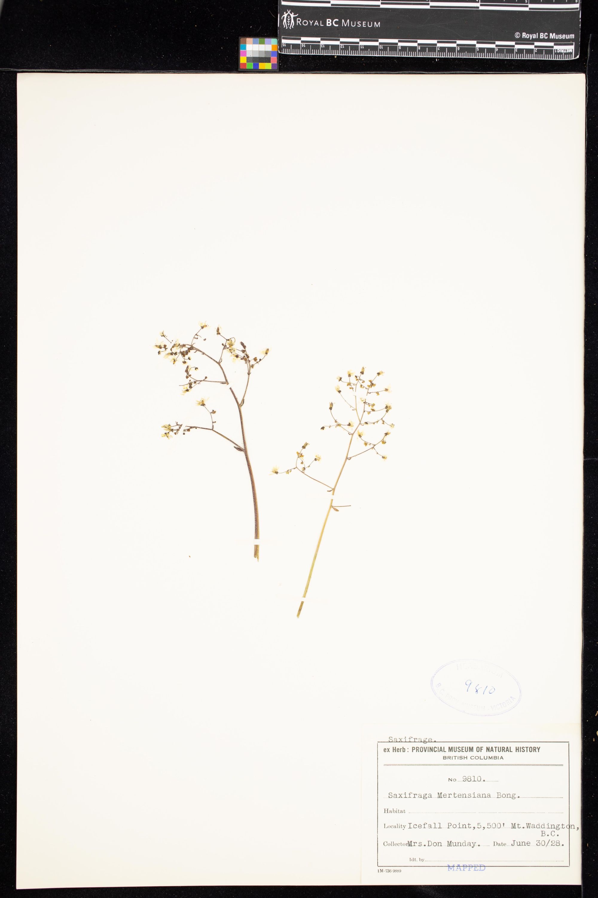 Image representing Saxifraga mertensiana.