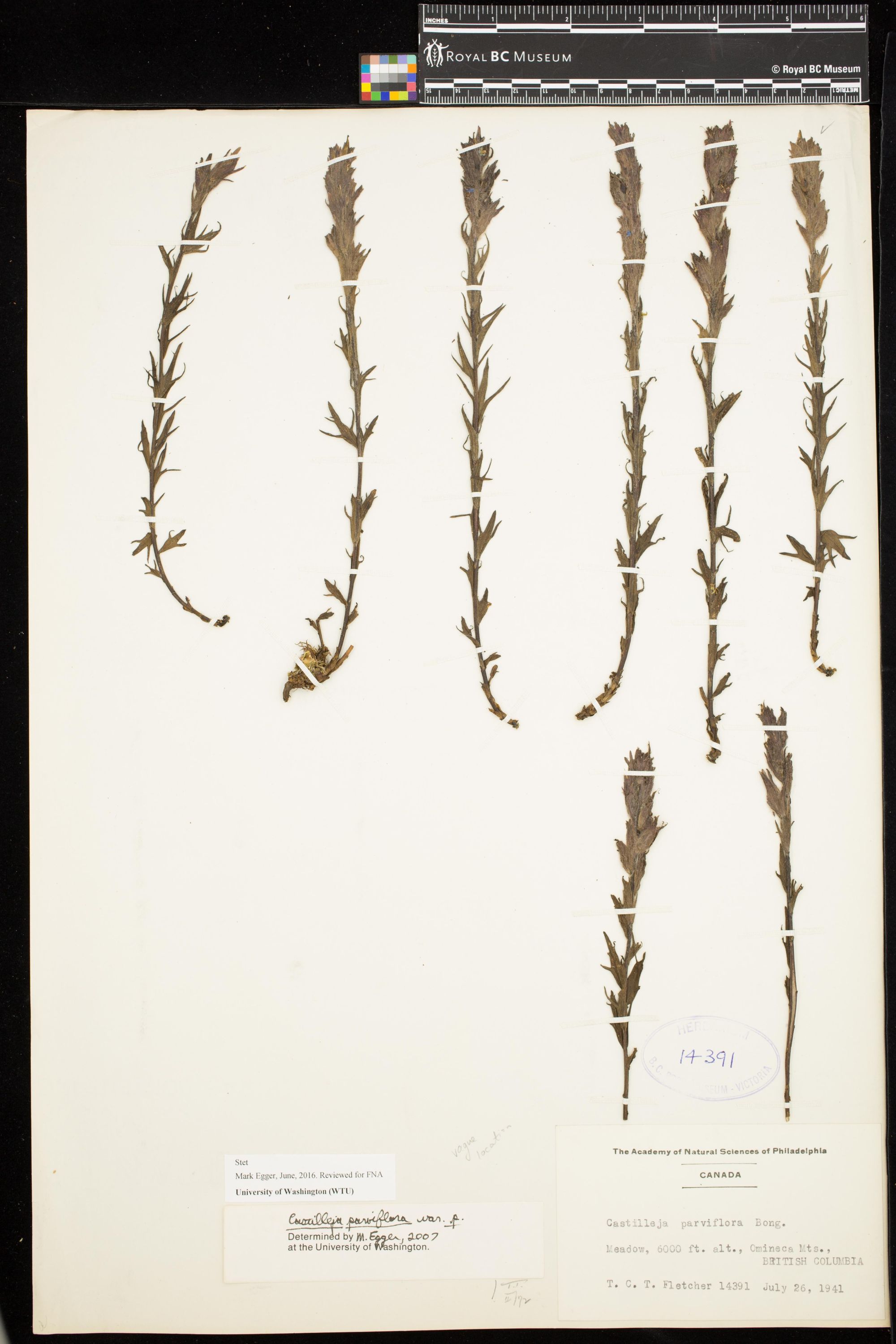 Image representing Castilleja parviflora var. parviflora.