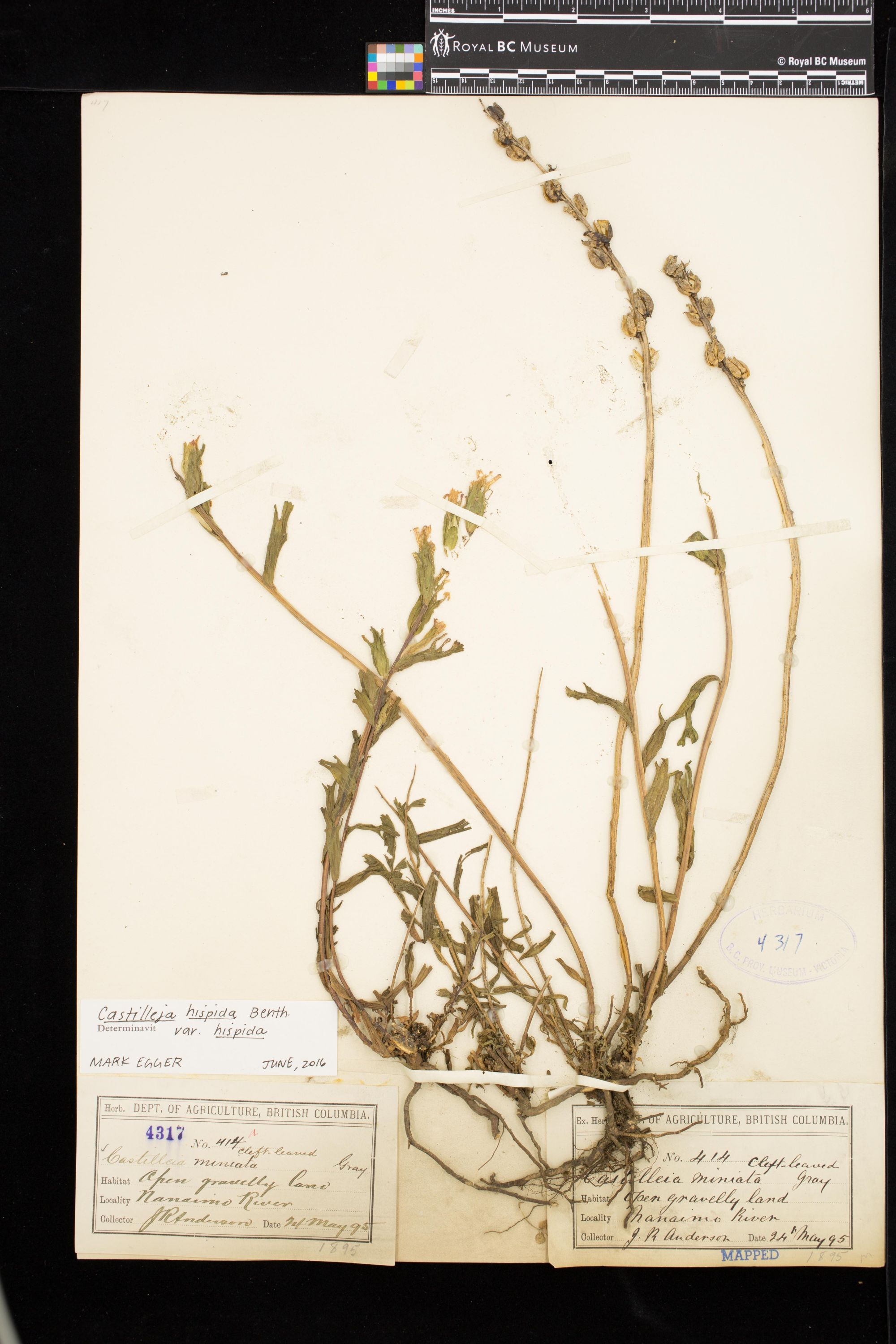 Image representing Lappula squarrosa.