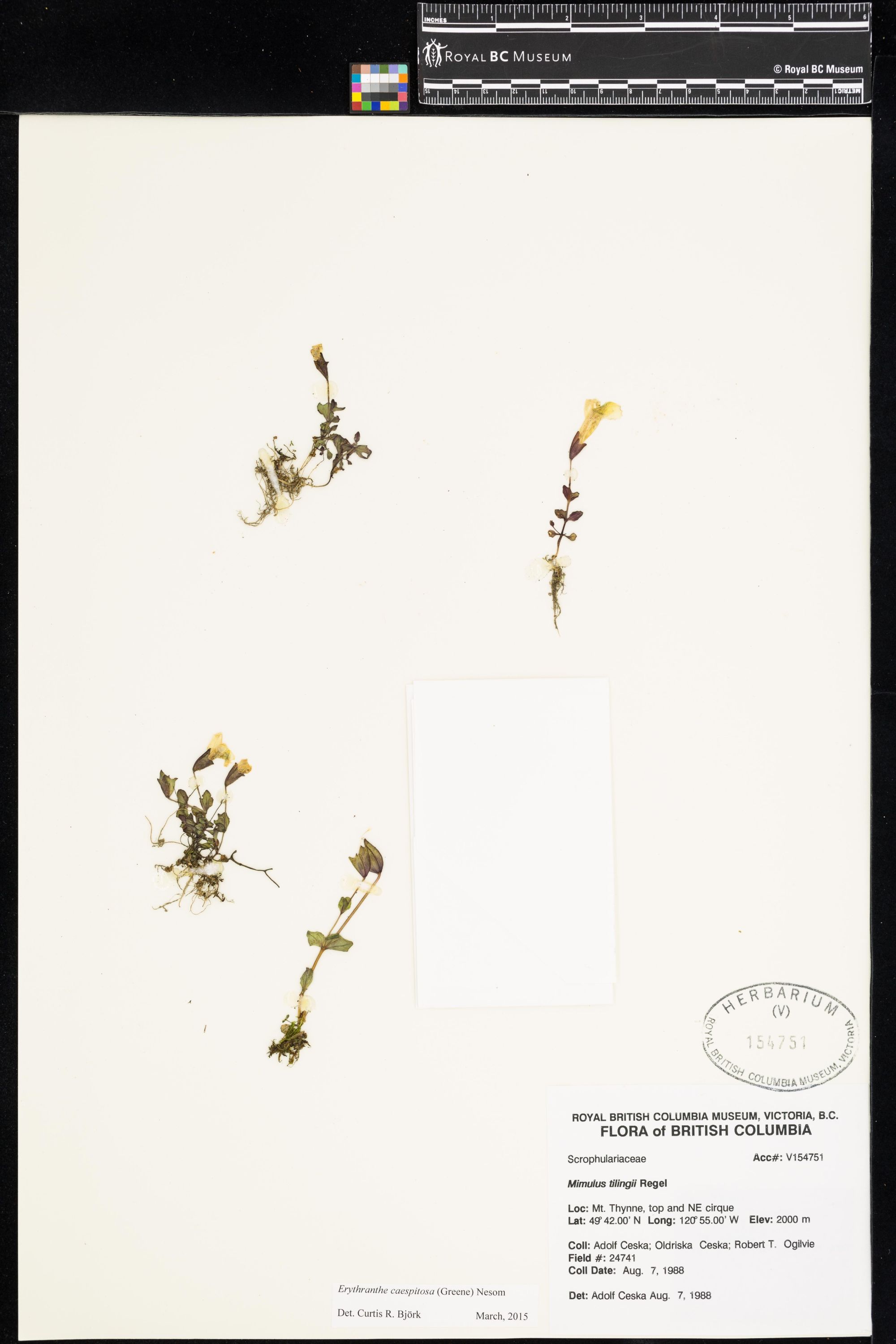 Image representing Erythranthe caespitosa.