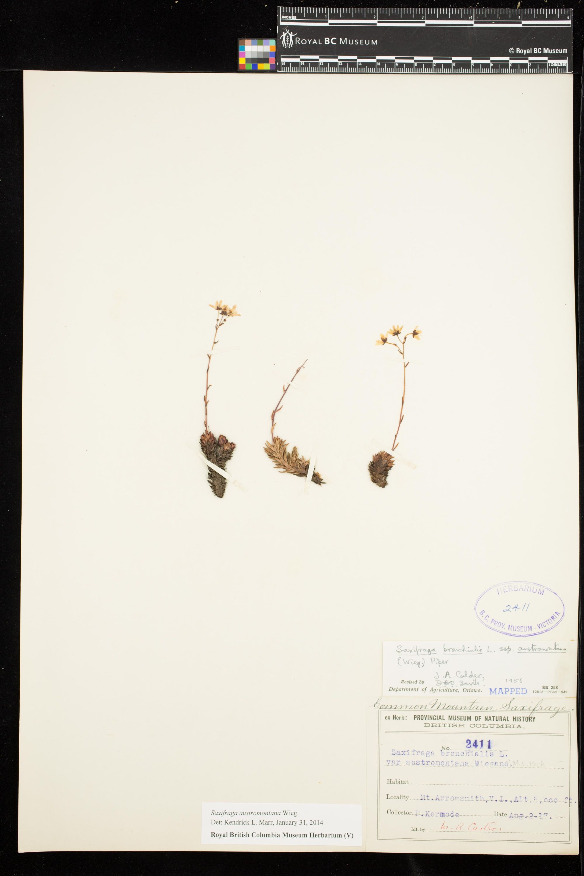 Image representing Saxifraga austromontana.