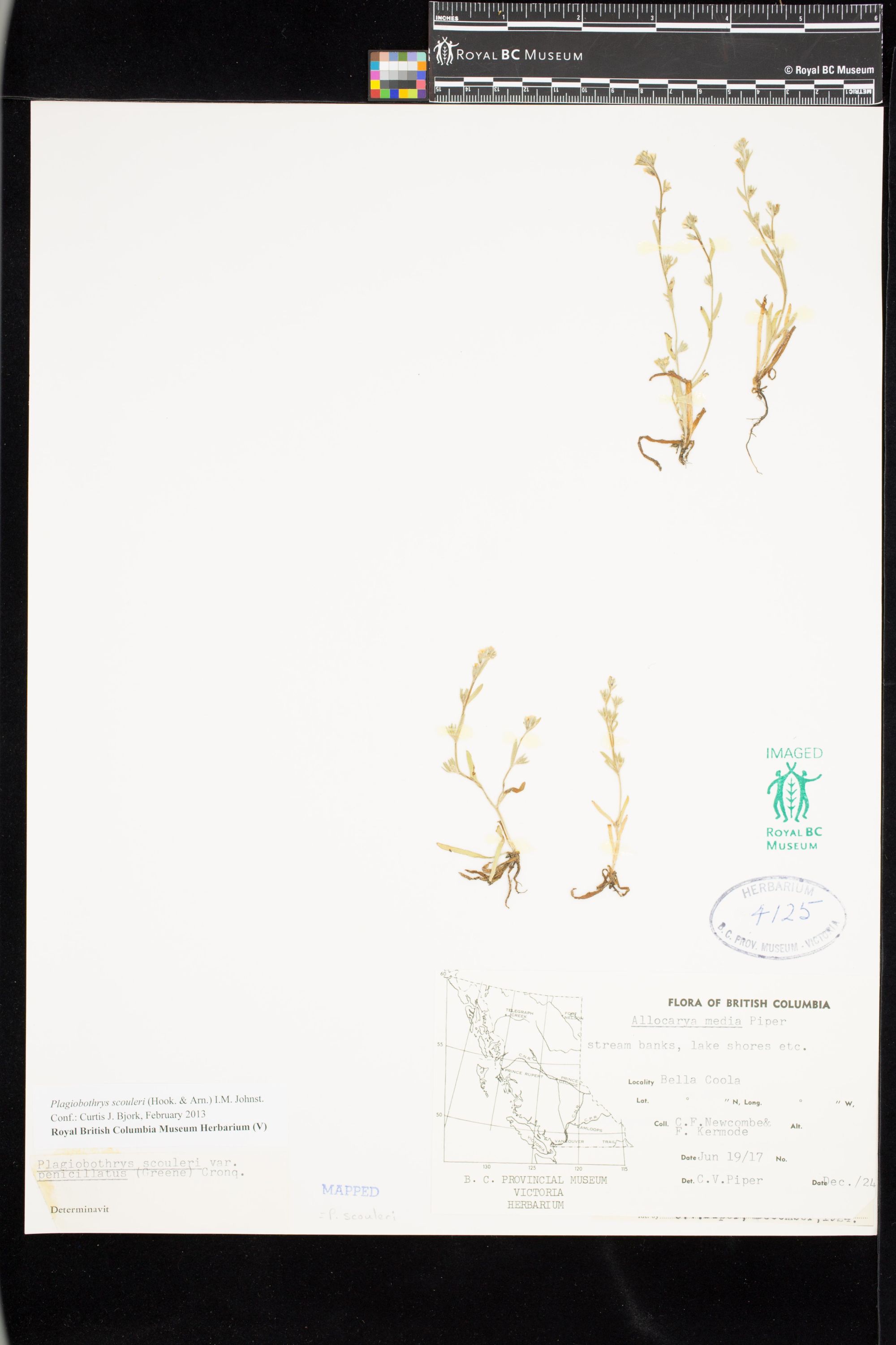 Image representing Plagiobothrys scouleri.