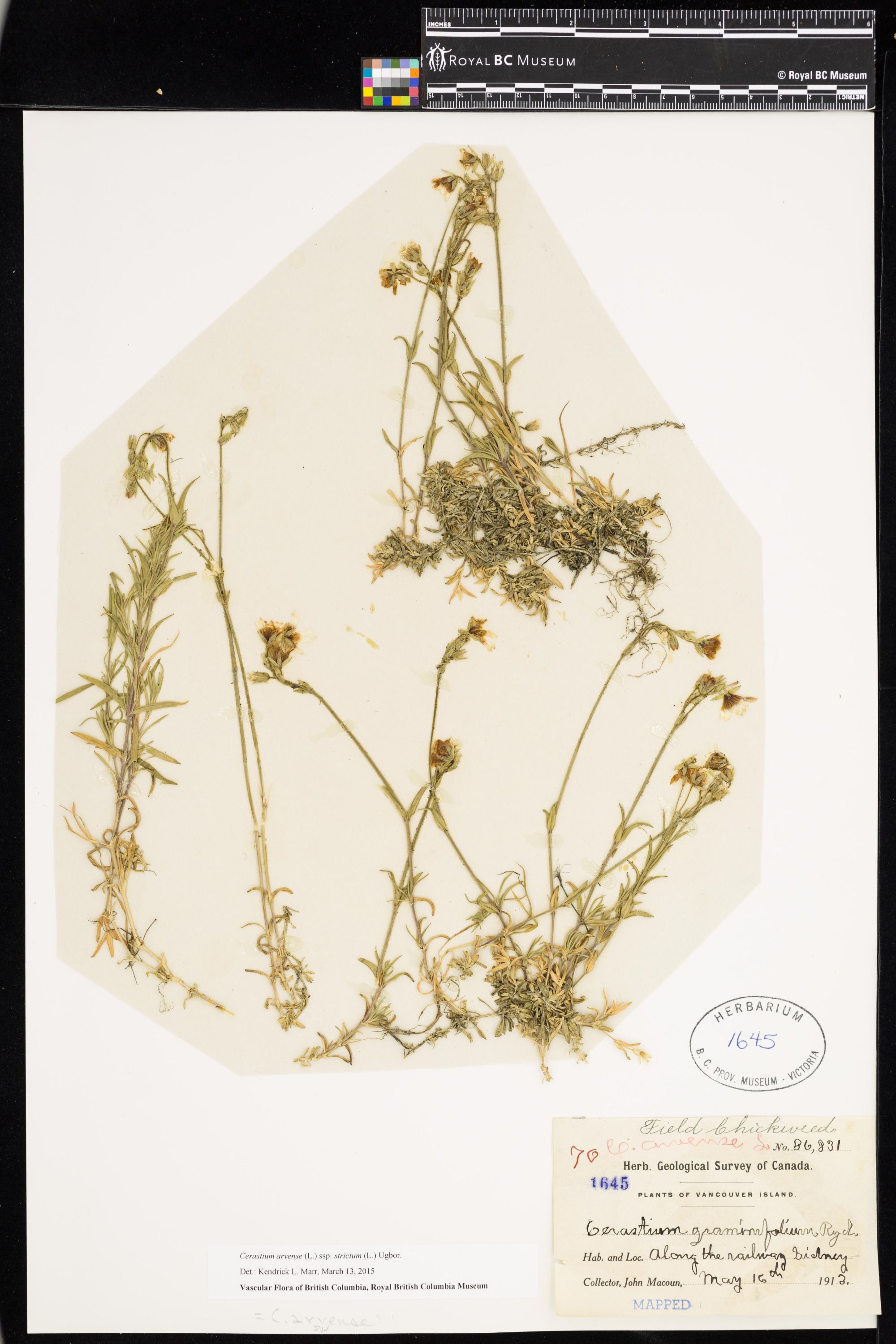 Image représentant Cerastium arvense ssp. strictum