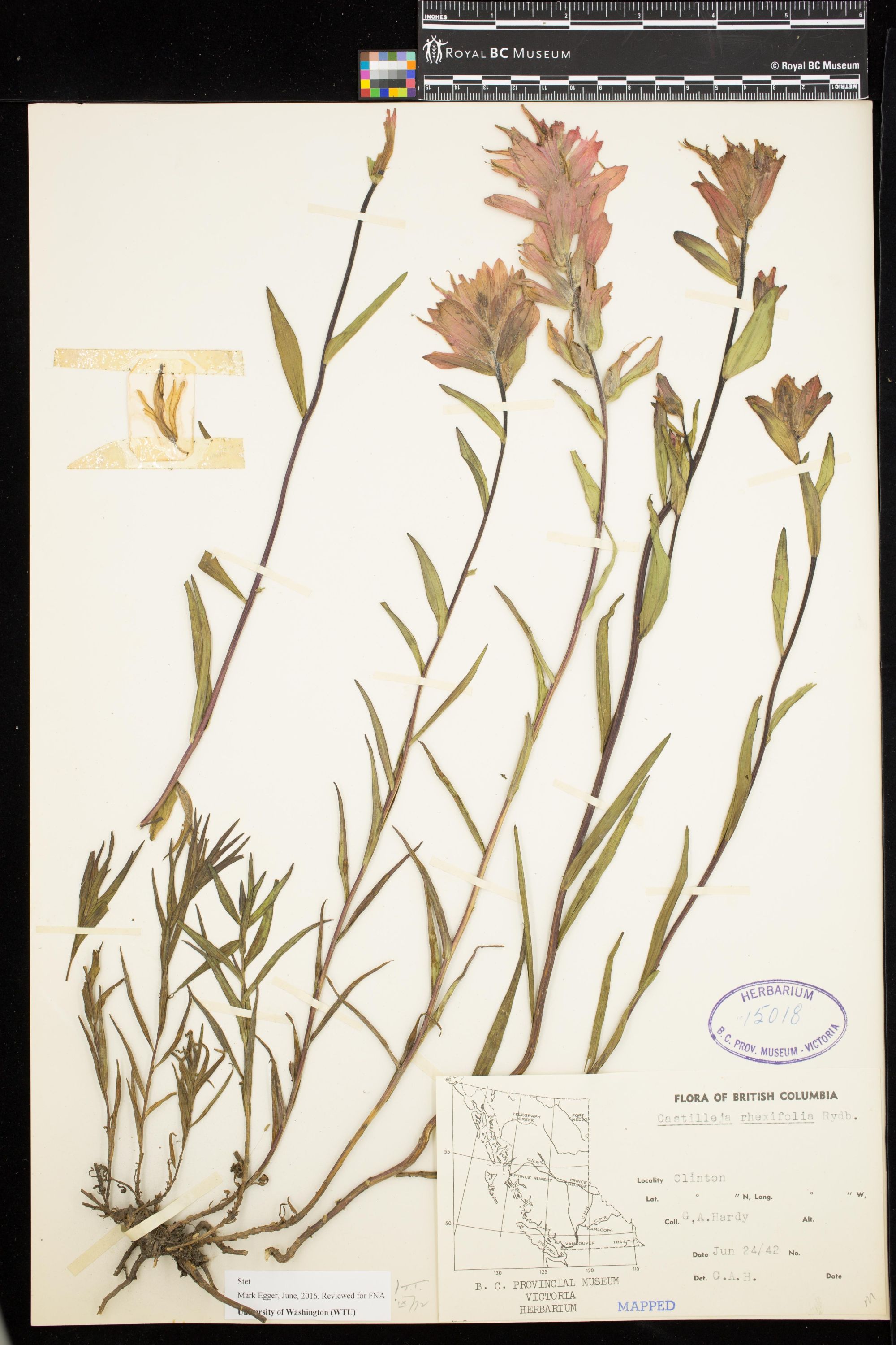 Image representing Castilleja rhexiifolia.