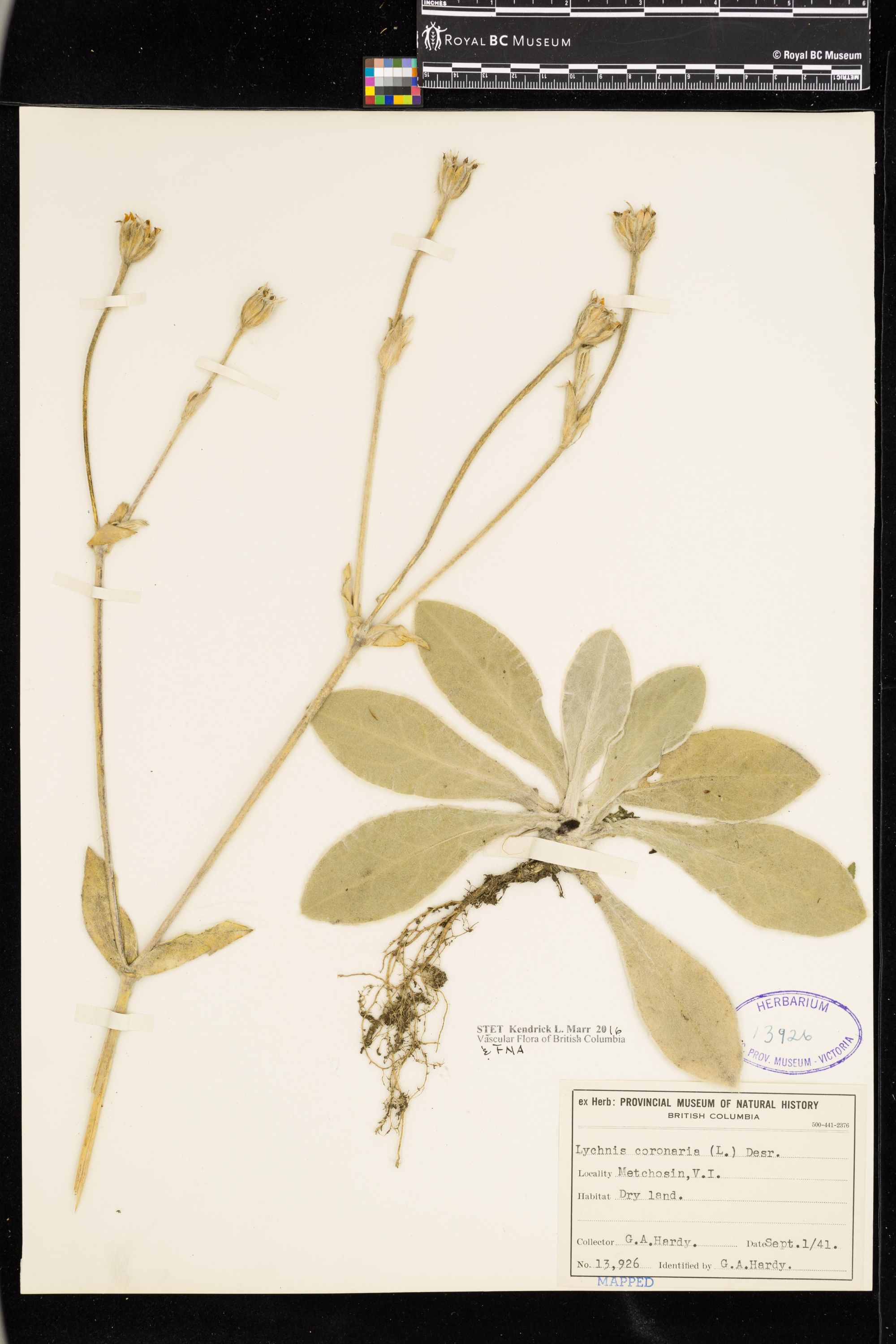 Image representing Lychnis coronaria.