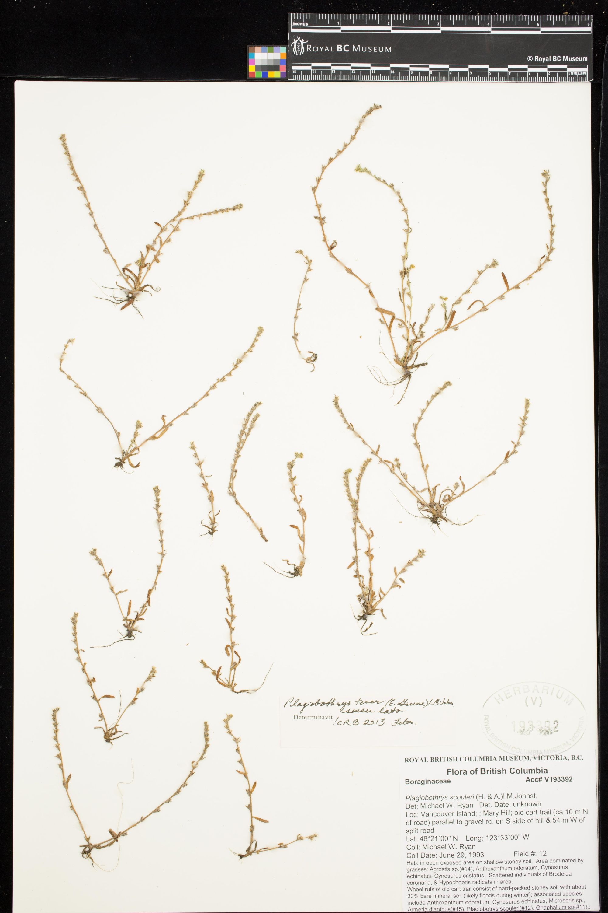 Image representing Plagiobothrys tener.