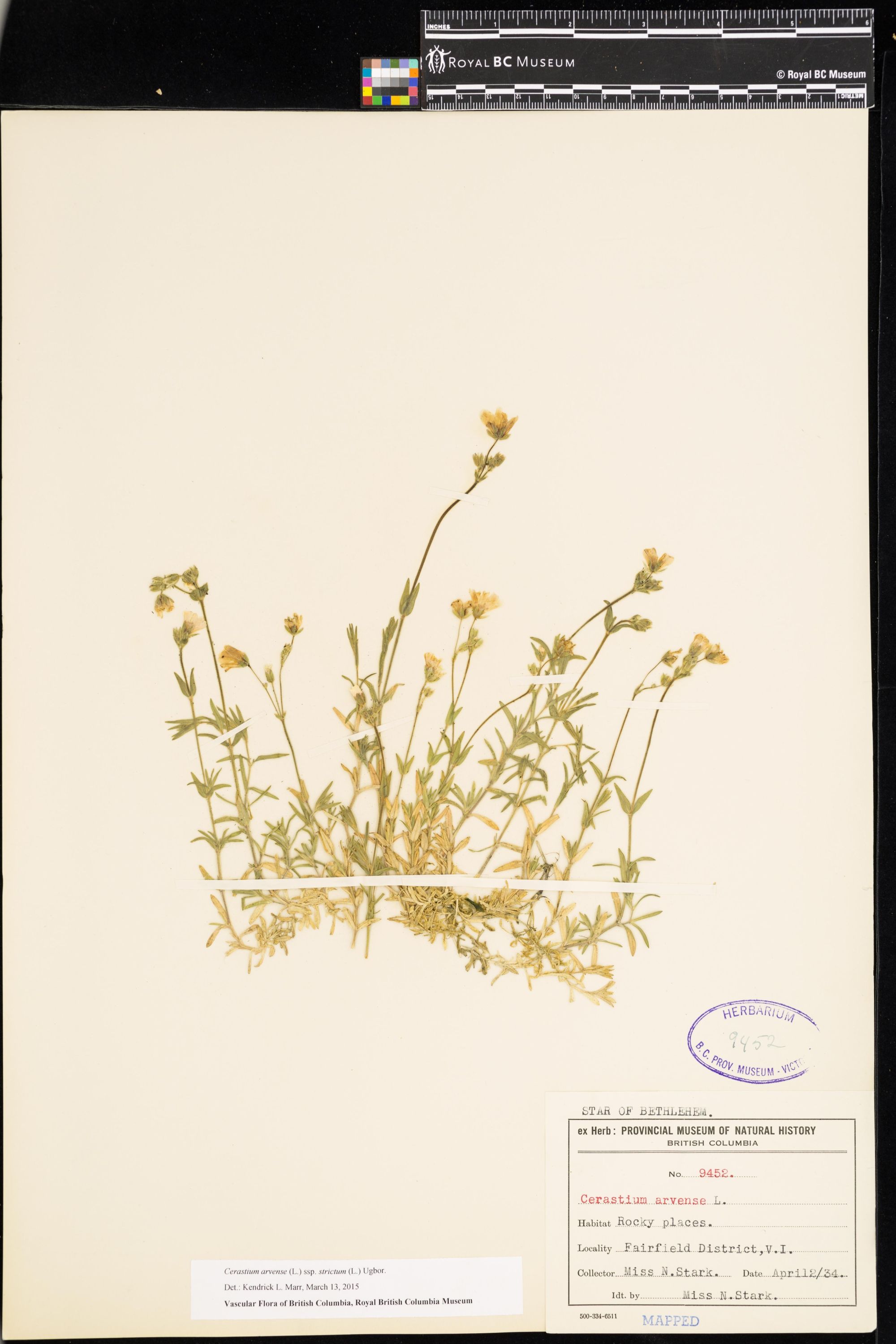 Image representing Cerastium arvense ssp. strictum.
