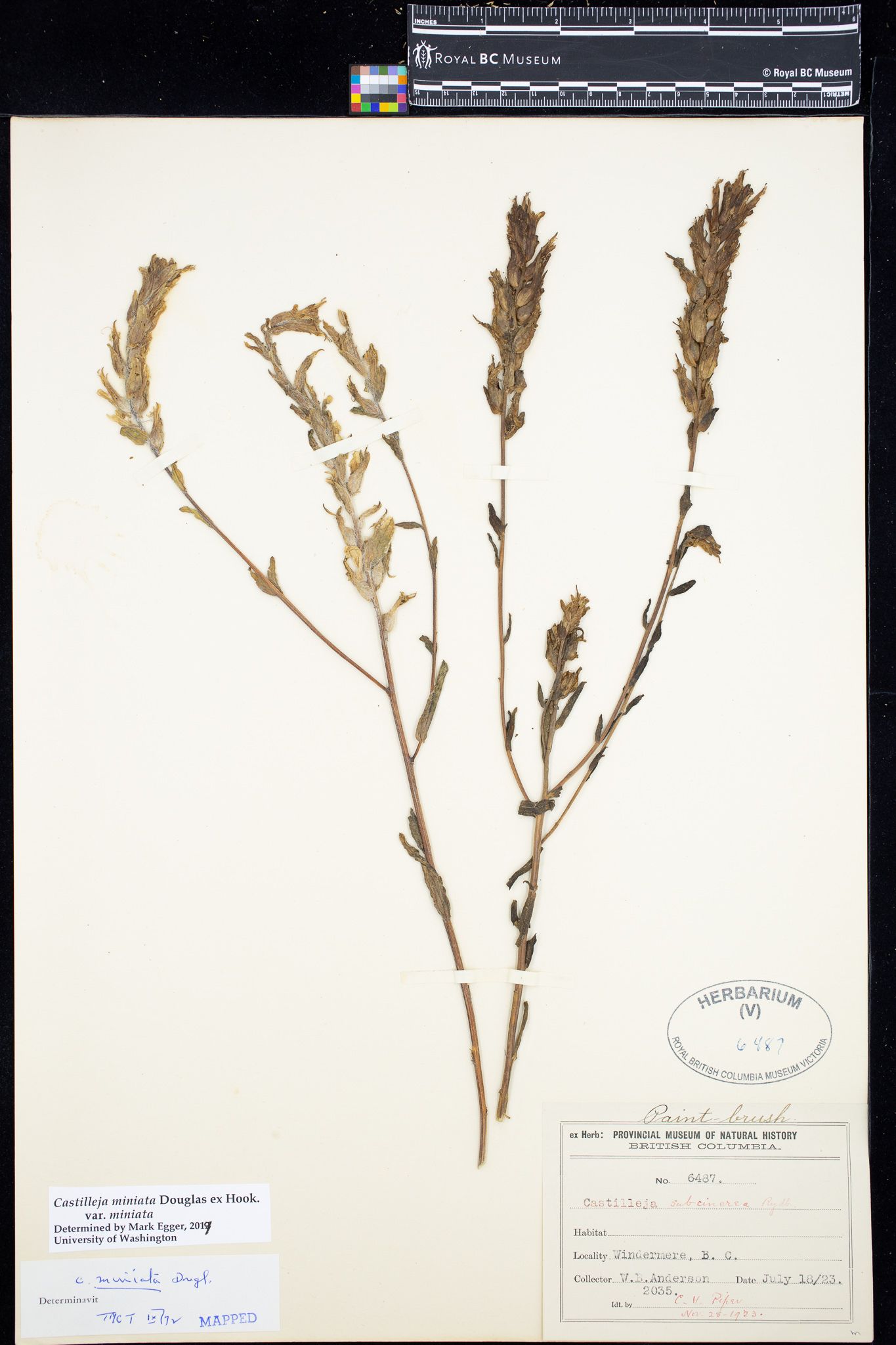 Image representing Castilleja miniata var. miniata.