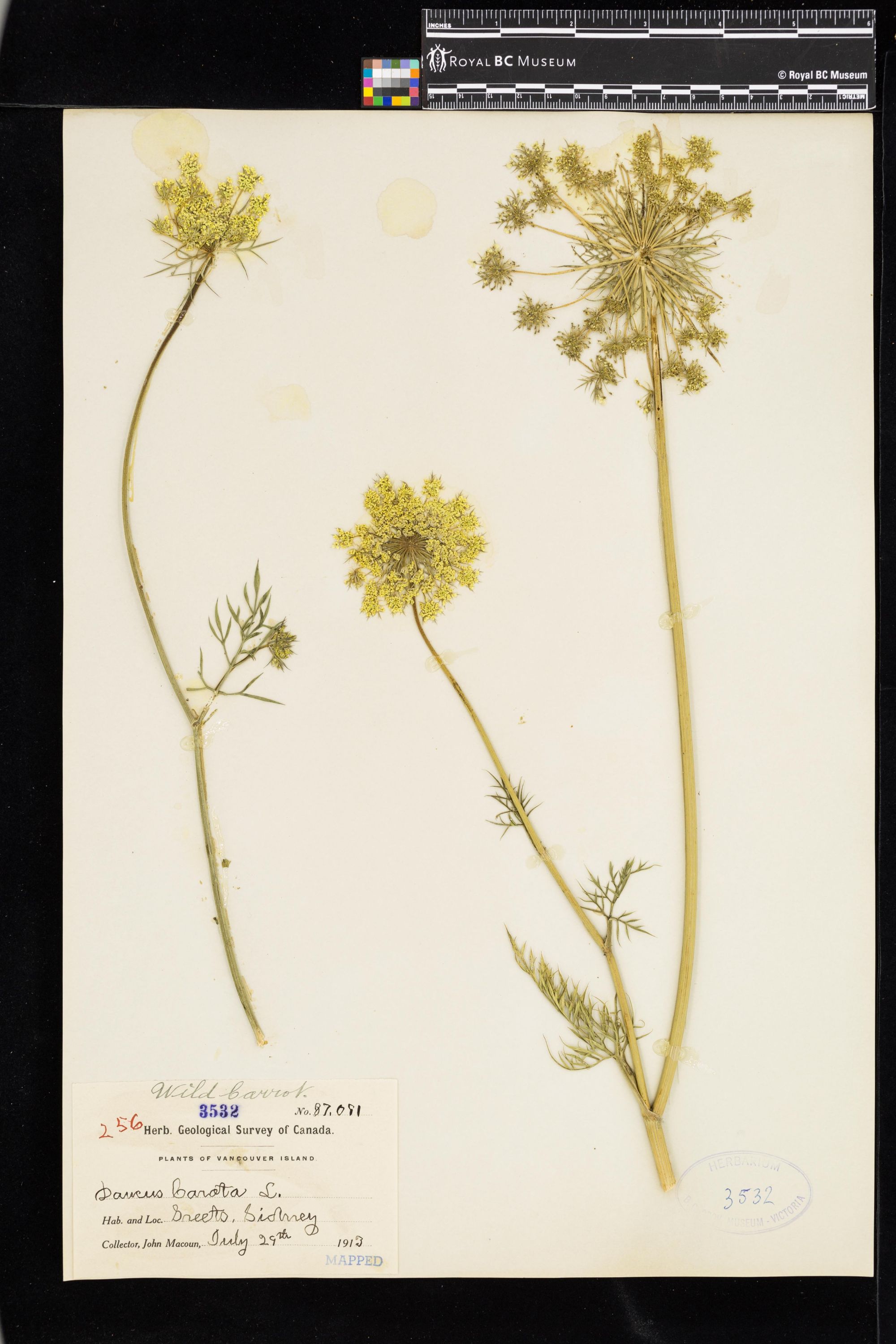 Image representing Daucus carota.