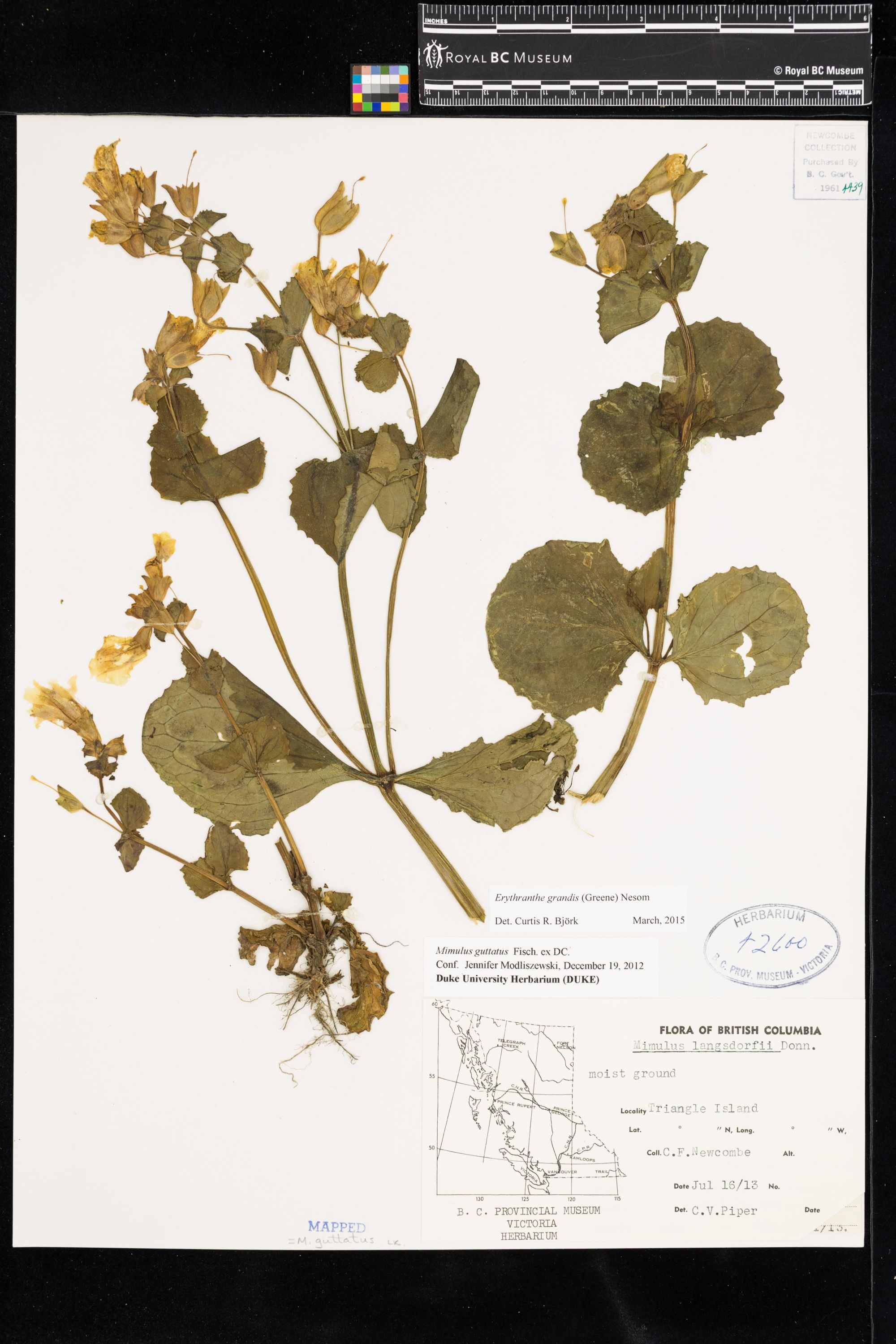 Image representing Erythranthe grandis.