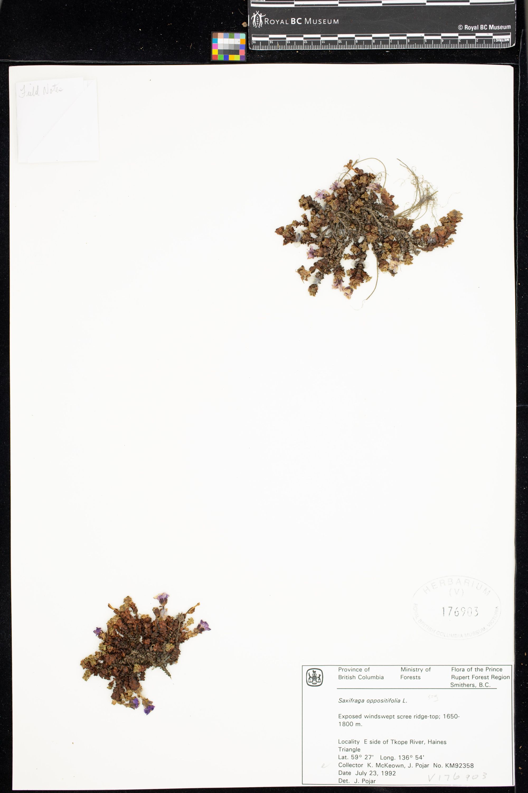 Image representing Saxifraga oppositifolia.