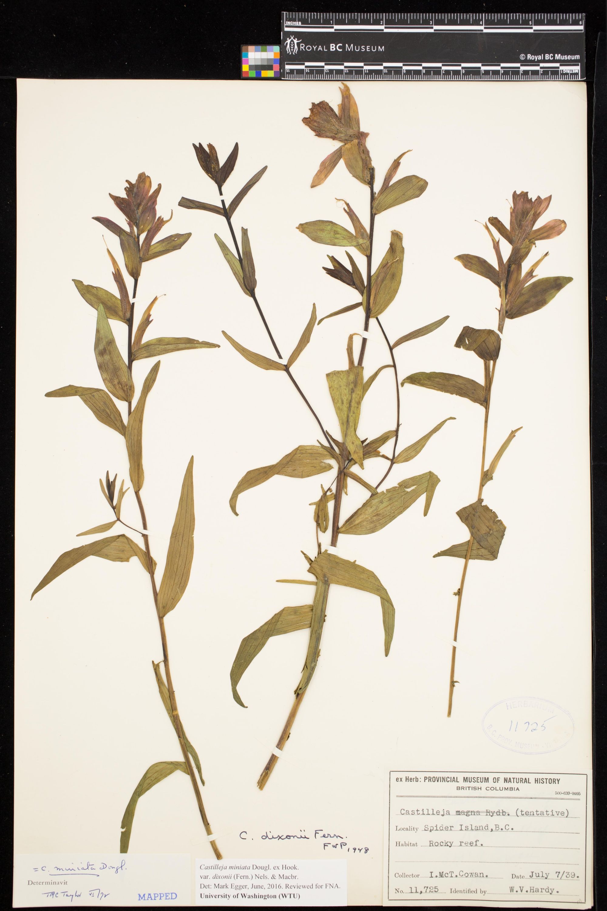 Image representing Castilleja miniata var. dixonii.