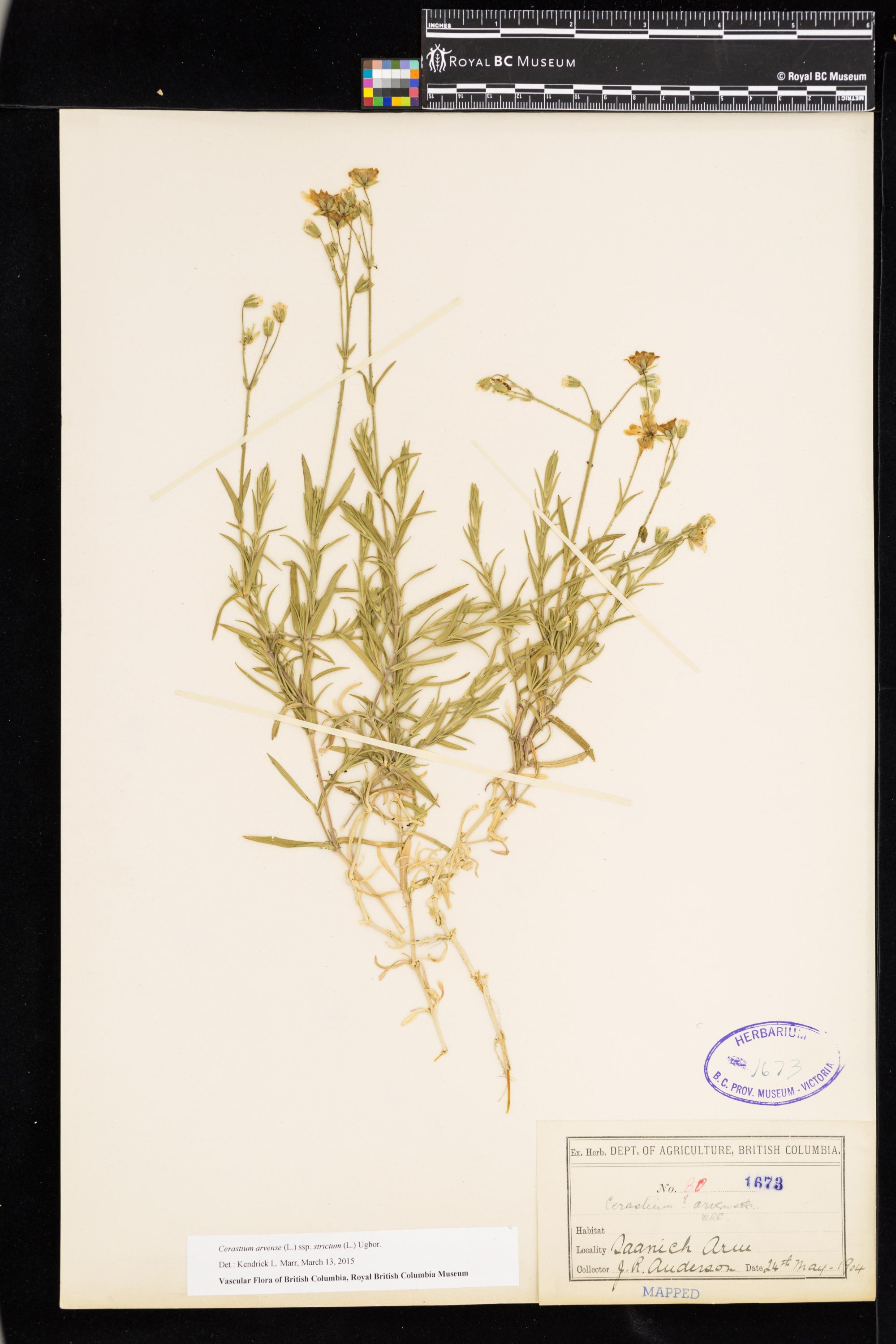 Image représentant Cerastium arvense ssp. strictum