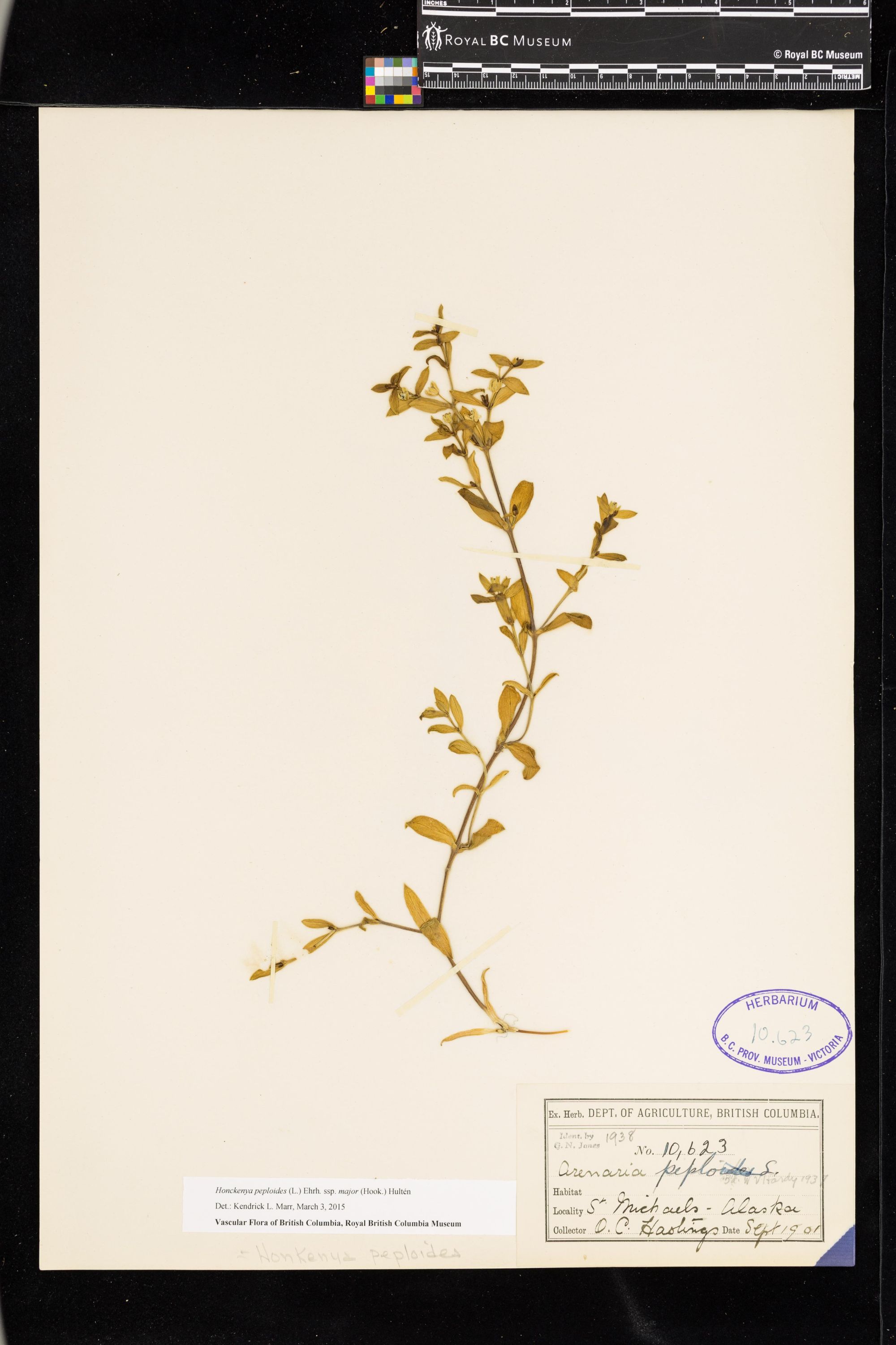 Image representing Honckenya peploides ssp. major.