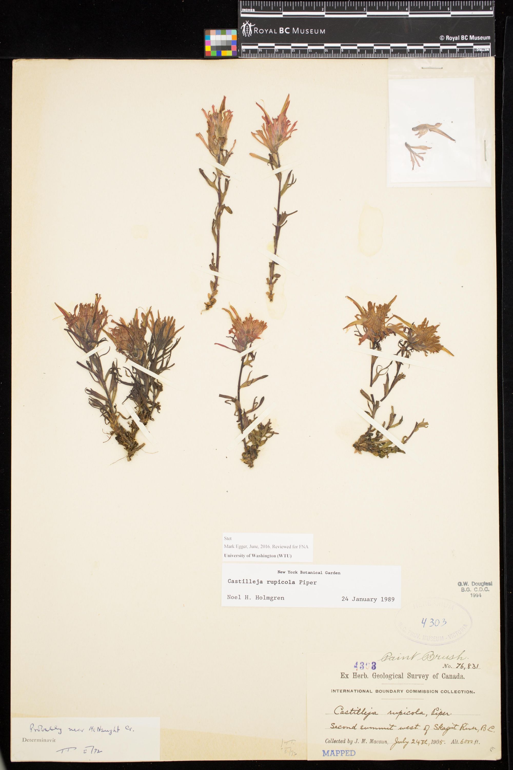 Image representing Castilleja rupicola.