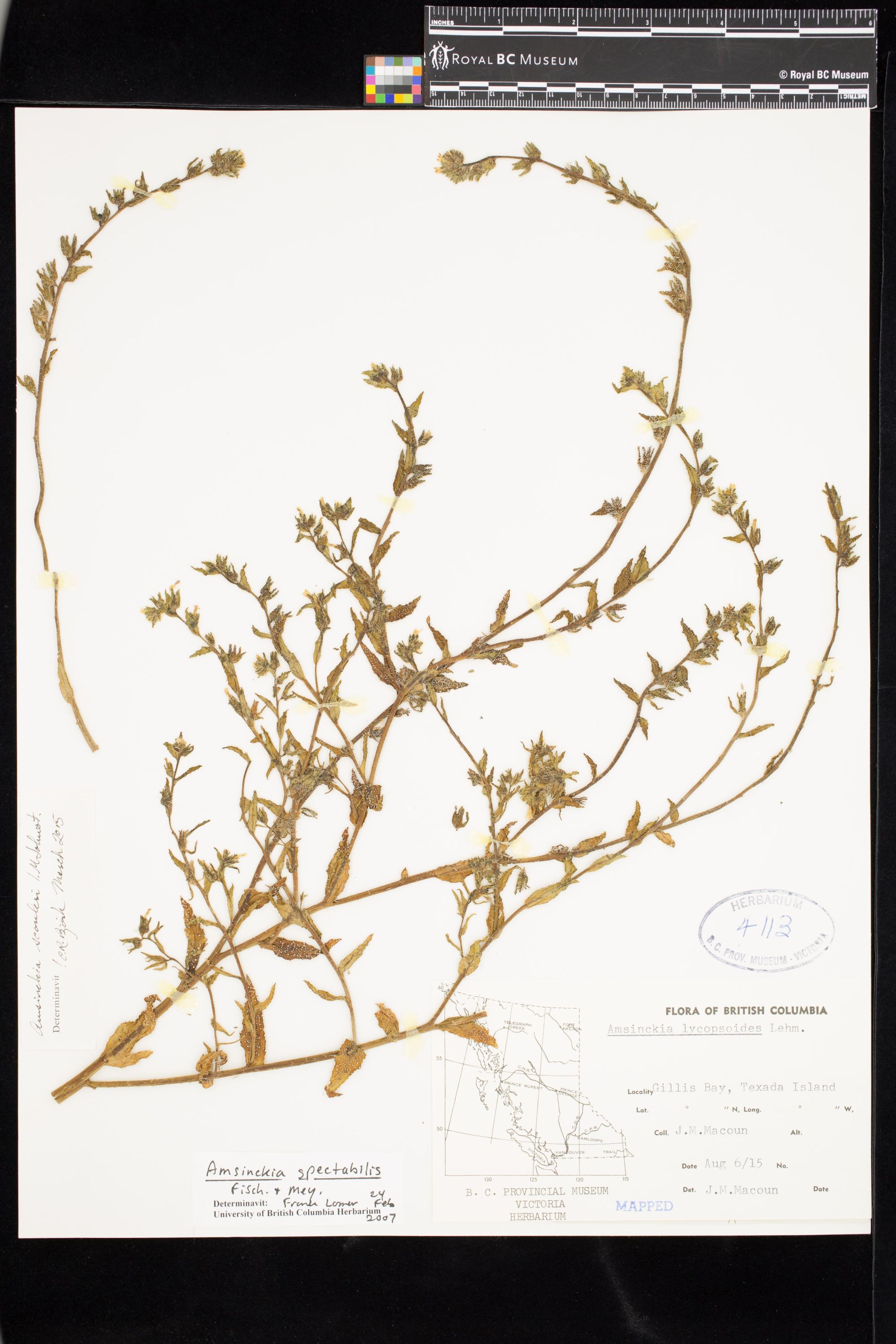 Image representing Amsinckia scouleri.