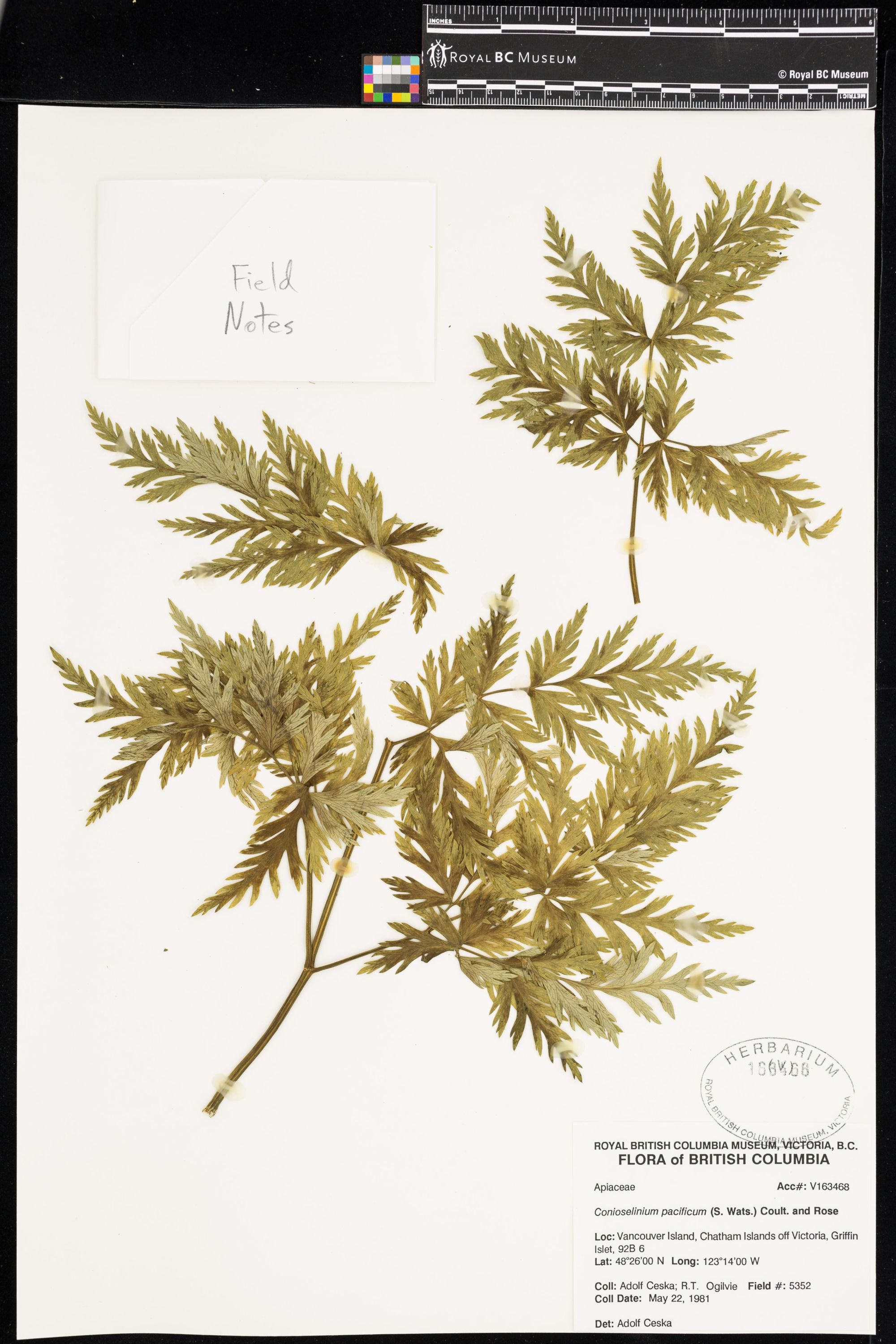 Image representing Conioselinum pacificum.